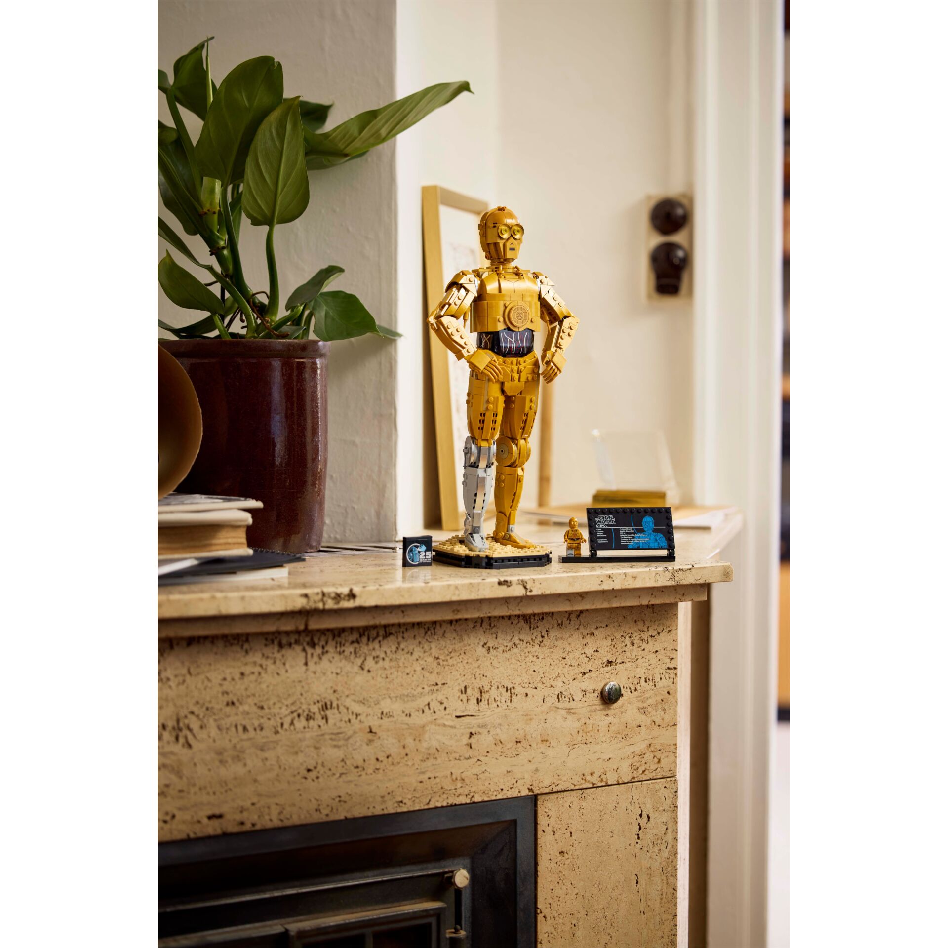 Pflanze, Drinnen, Innenarchitektur, Person