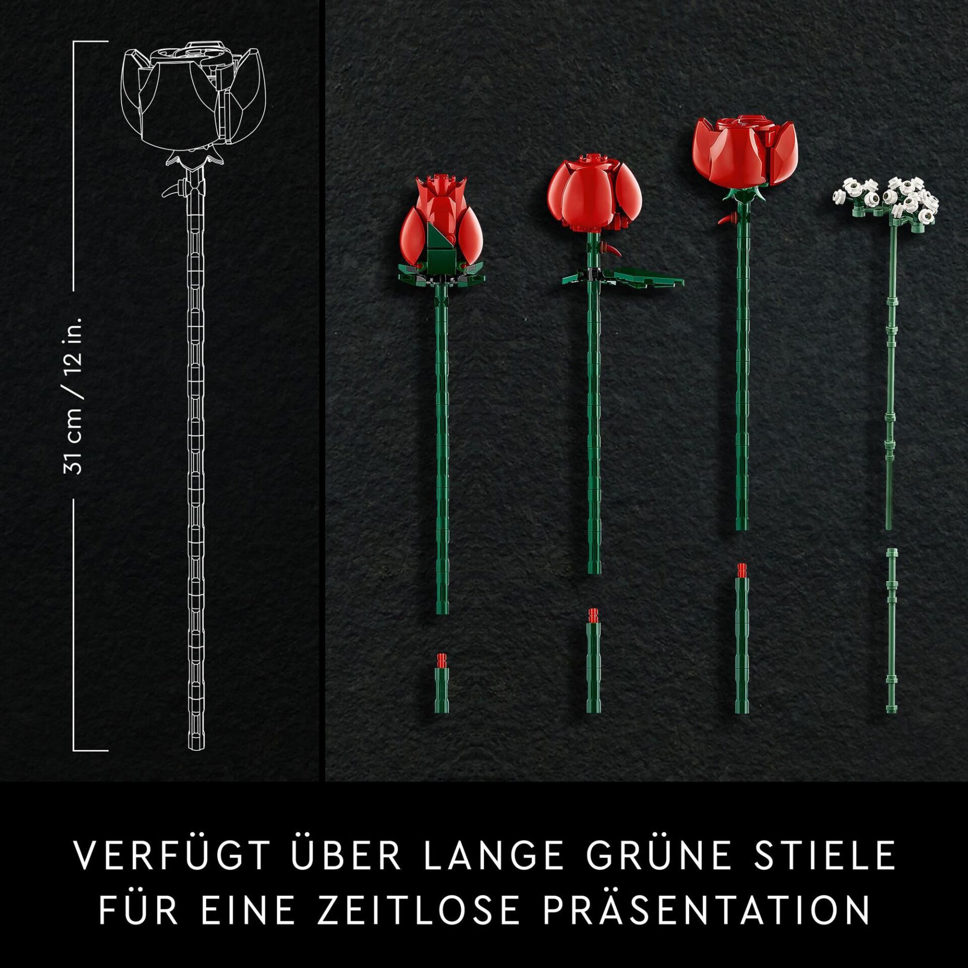 Blume, Blütenblatt, Pflanze, Rose