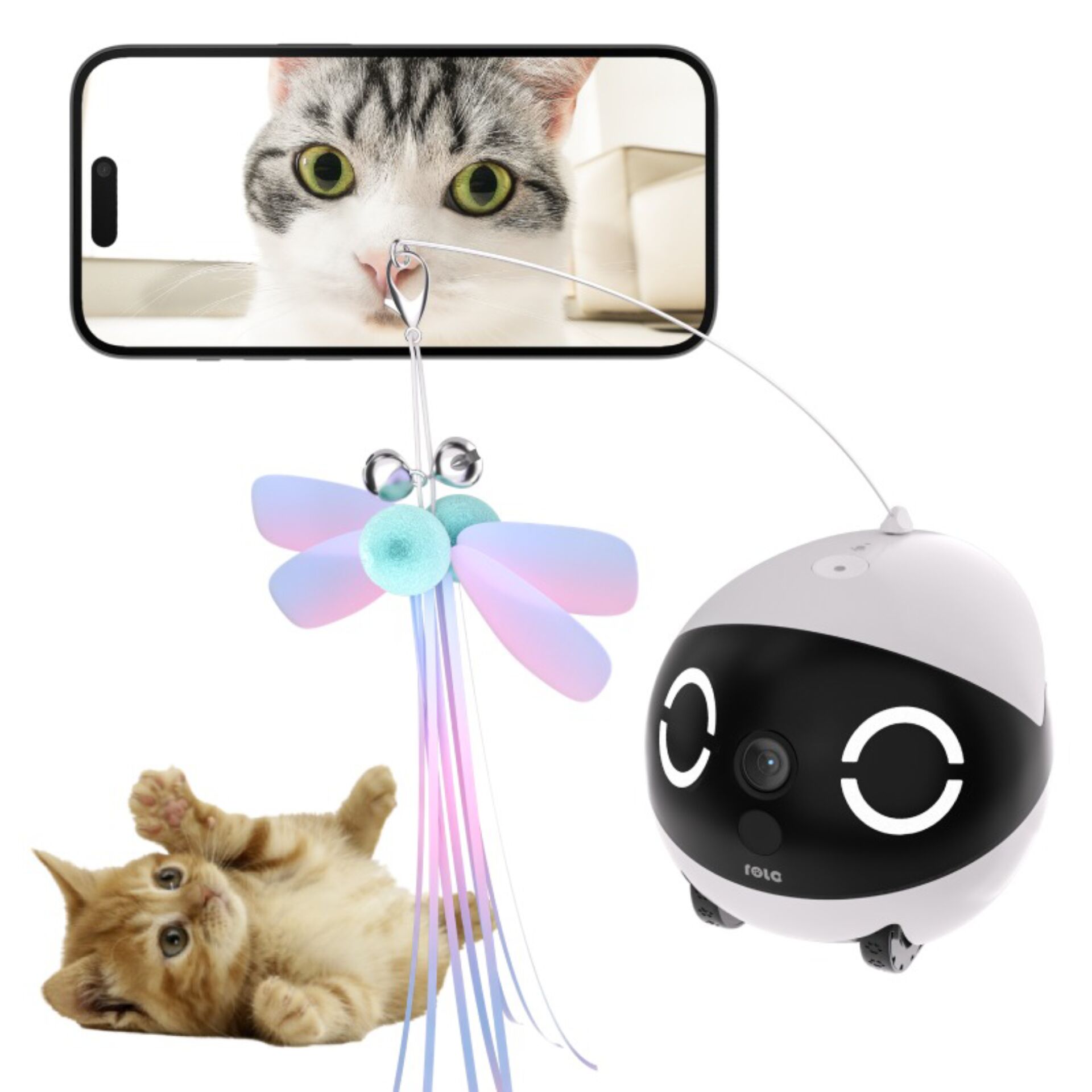 Tier, Katze, Säugetier, Haustier, Tier, Katze, Säugetier, Haustier