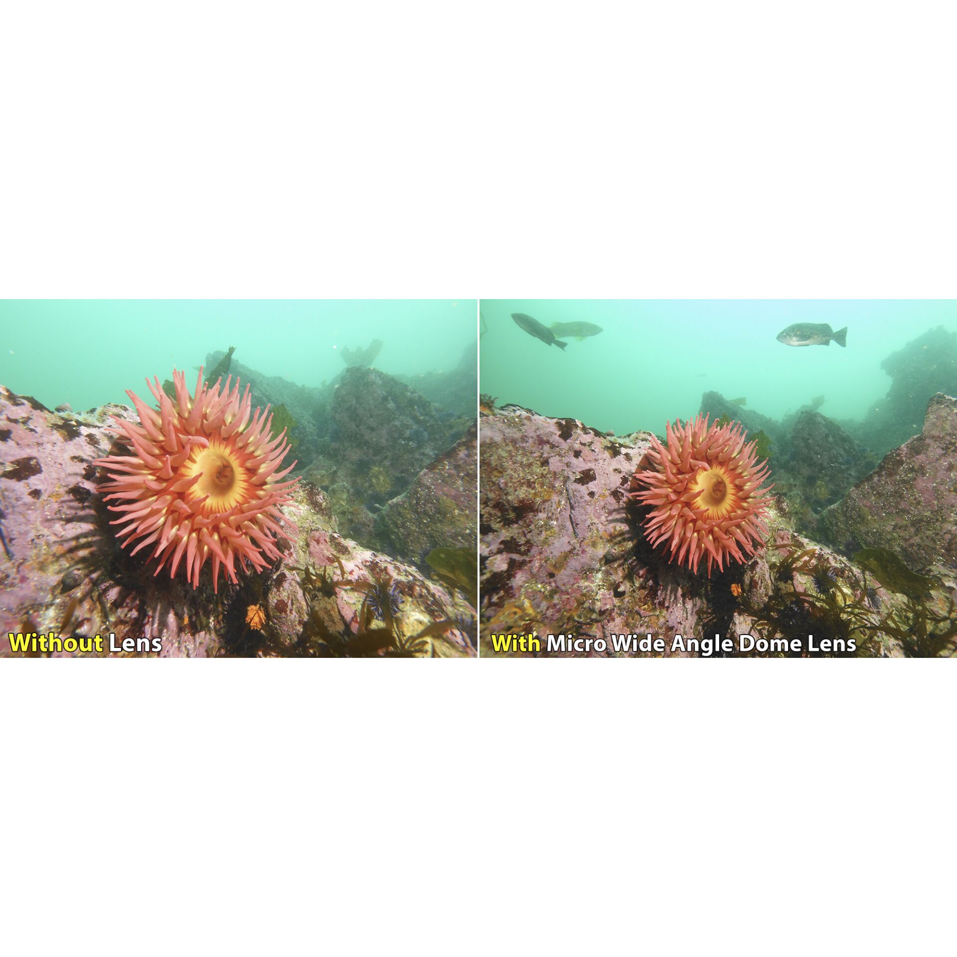 Meer, Riff, Fische, Korallenriff, Aquatisch