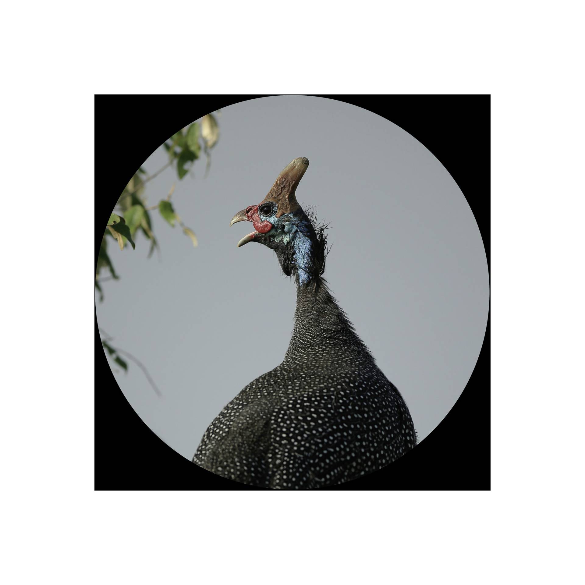 Tier, Vogel, Geflügel