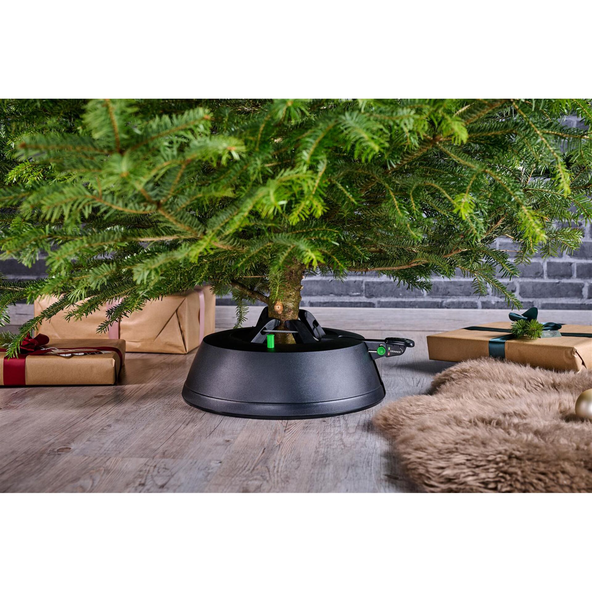 Pflanze, Baum, Mobiliar, Topfpflanze