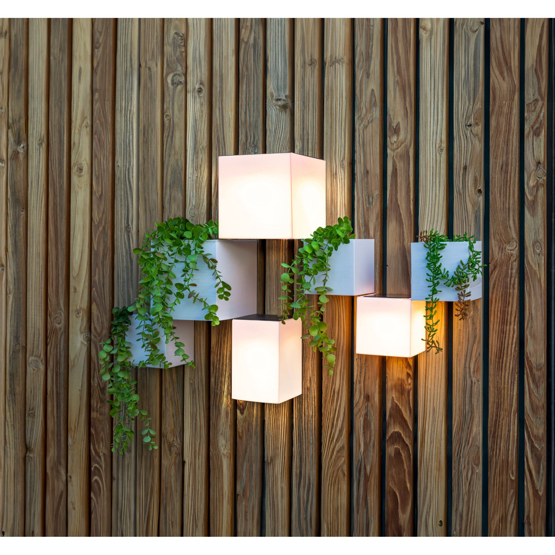 Topfpflanze, Innenarchitektur, Krug, Pflanzgefäß, Holz