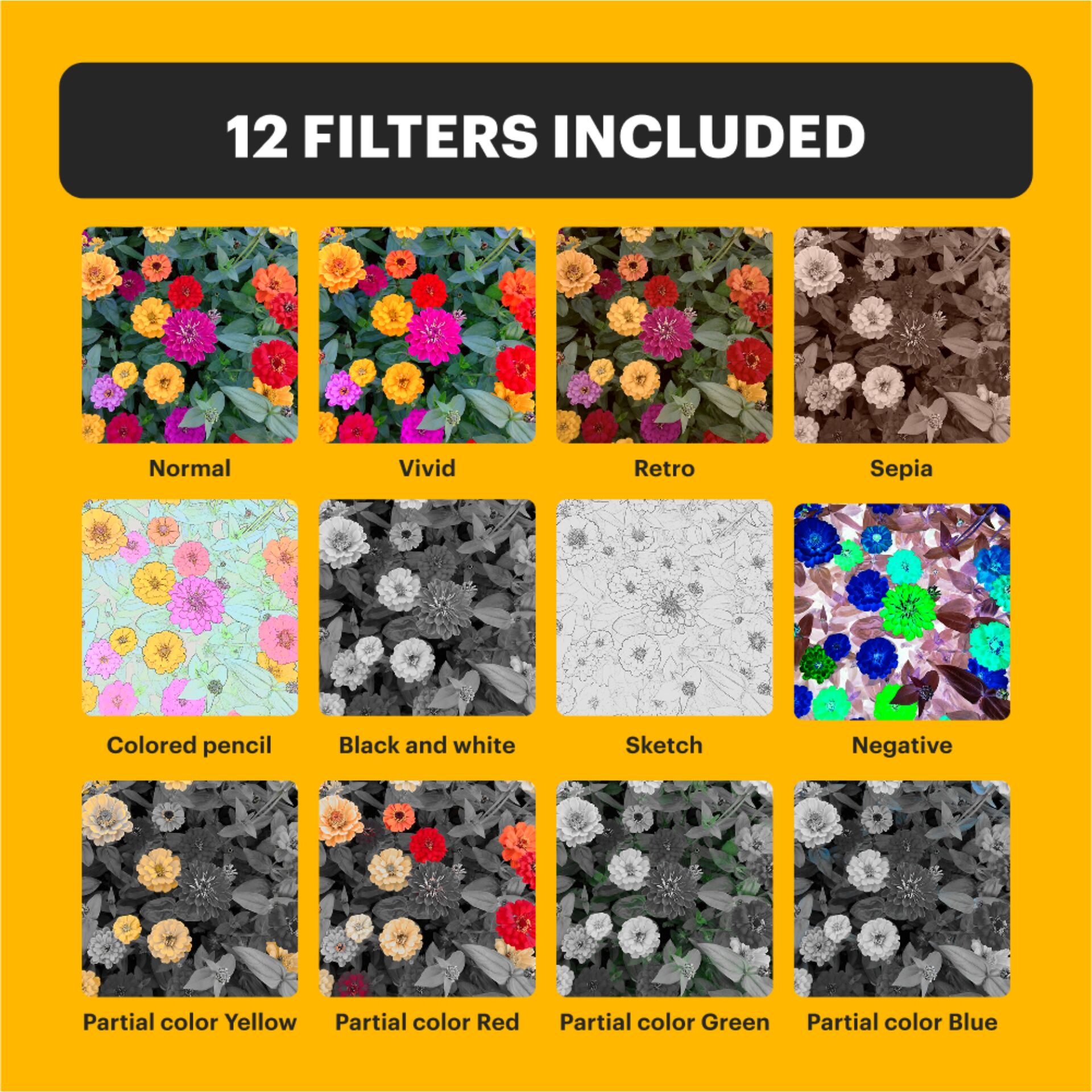 Blume, Blütenblatt, Pflanze, Anemone