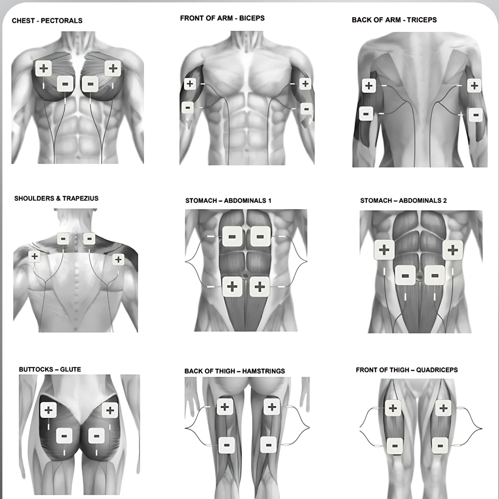 Brustmuskulatur, Bizeps, Trizeps, Rückenmuskulatur, Muskeltrainer