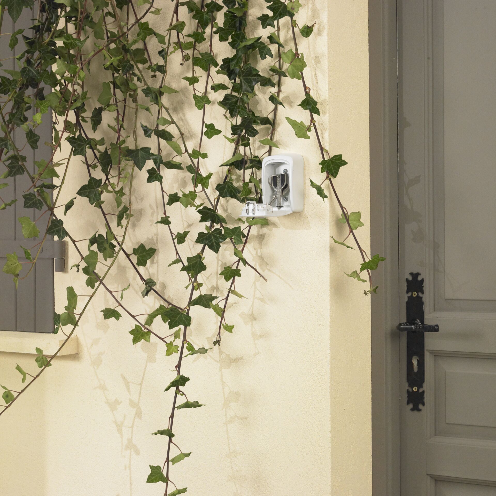 Pflanze, Rebe, Blatt