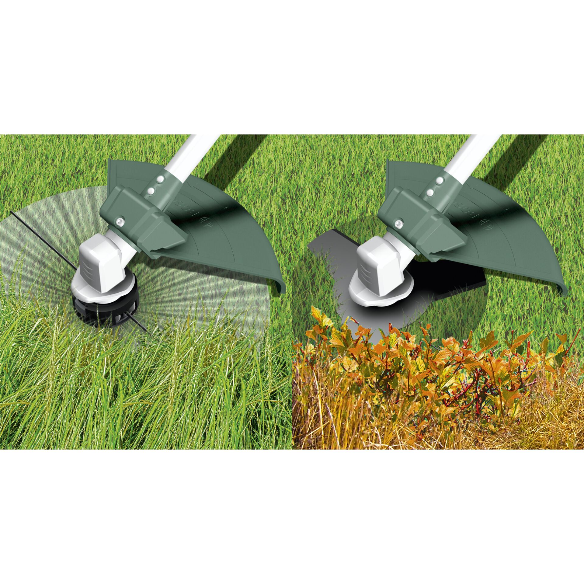 Gras, Pflanze, Rasen