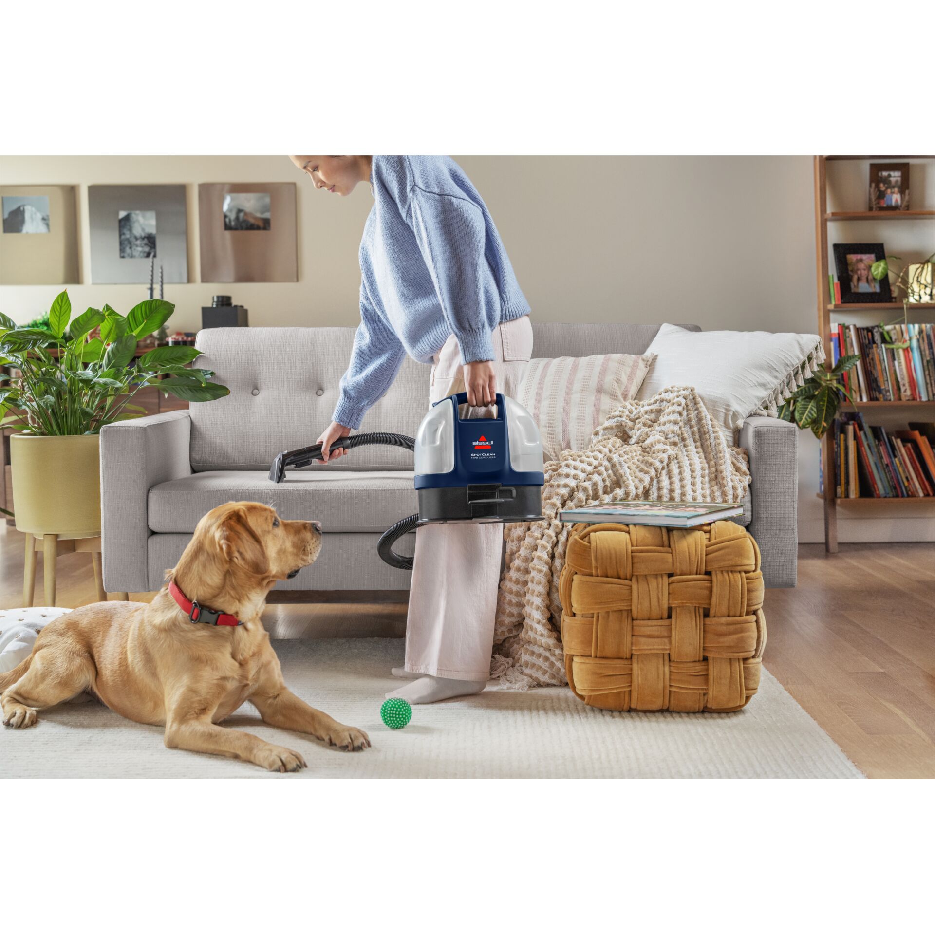 Tier, Hund, Säugetier