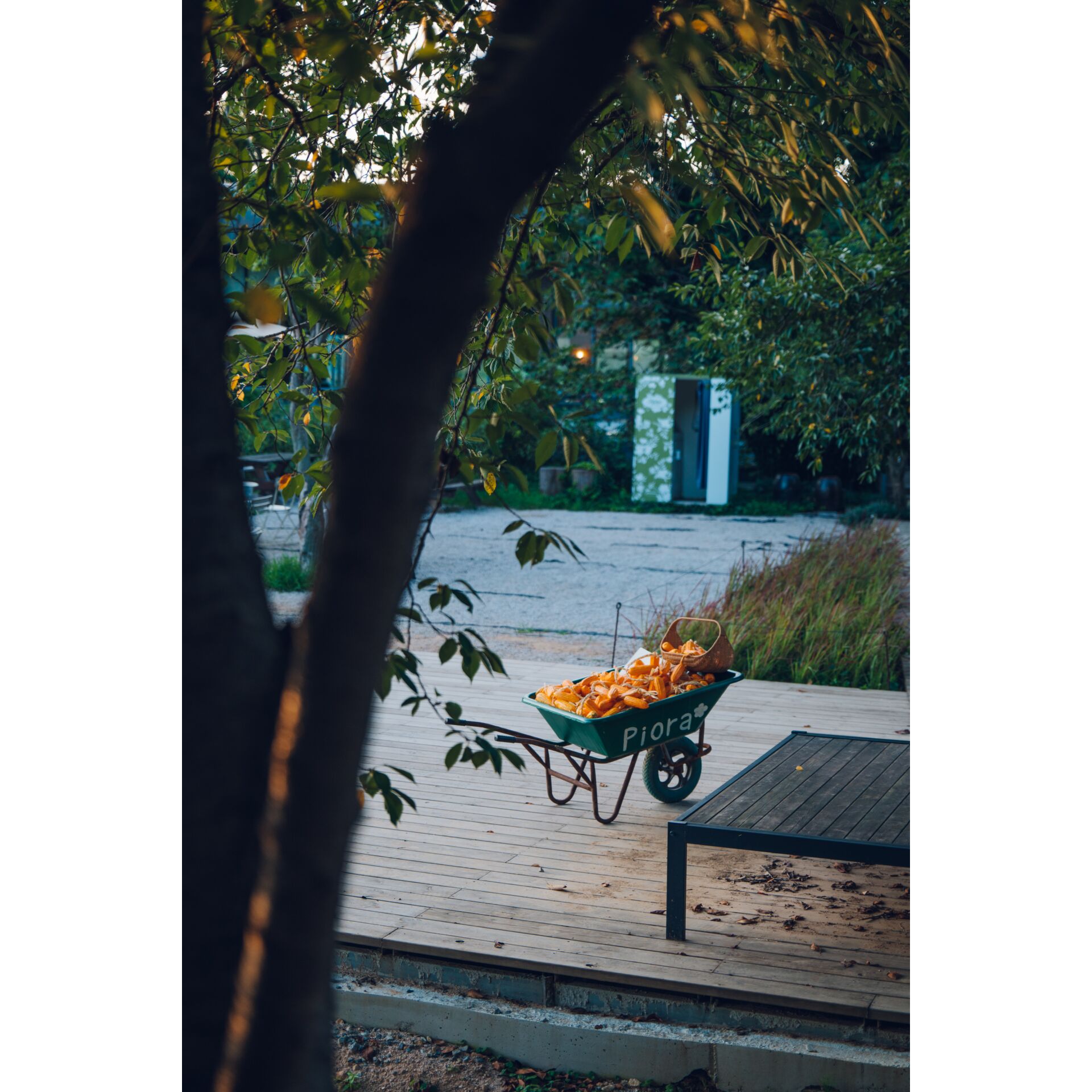 Uferpromenade, Landschaft, Holz, Promenade, Baum