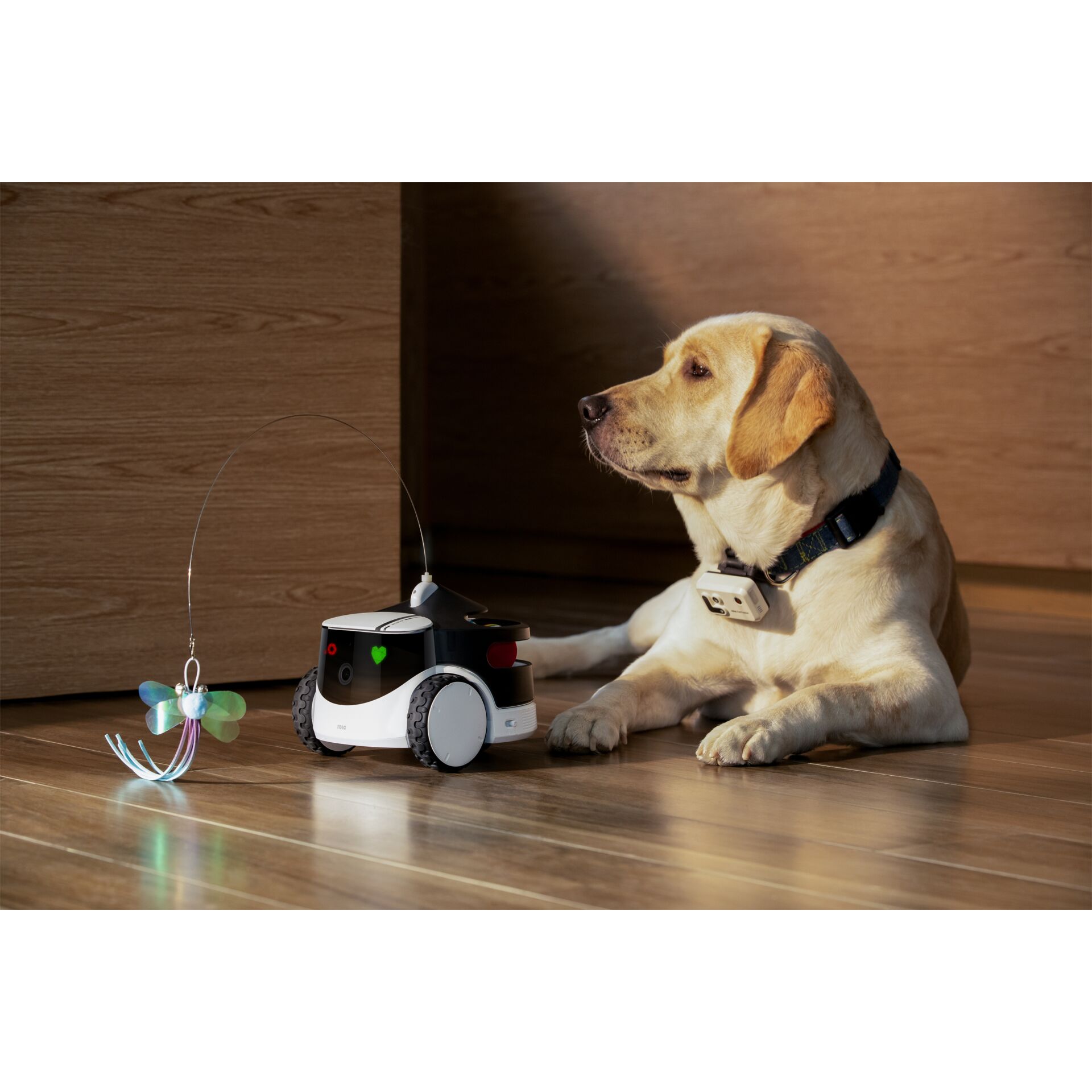 Tier, Hund, Säugetier, Haustier, Tier, Hund, Säugetier, Haustier