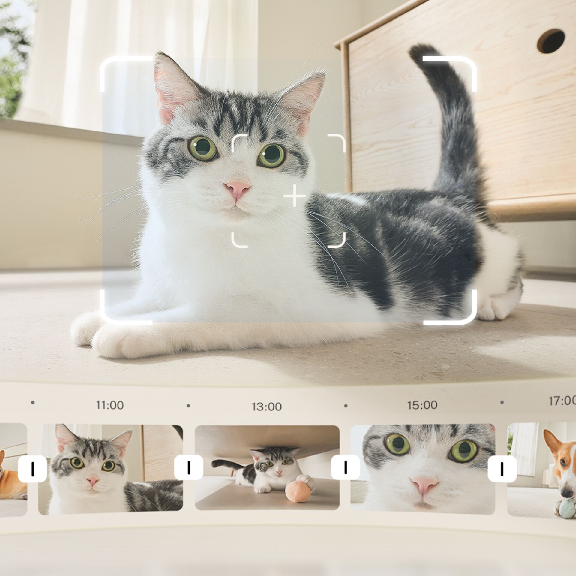 Katze, Säugetier, Männchen, Haustier, Kätzchen, Katze, Säugetier, Männchen, Haustier, Kätzchen