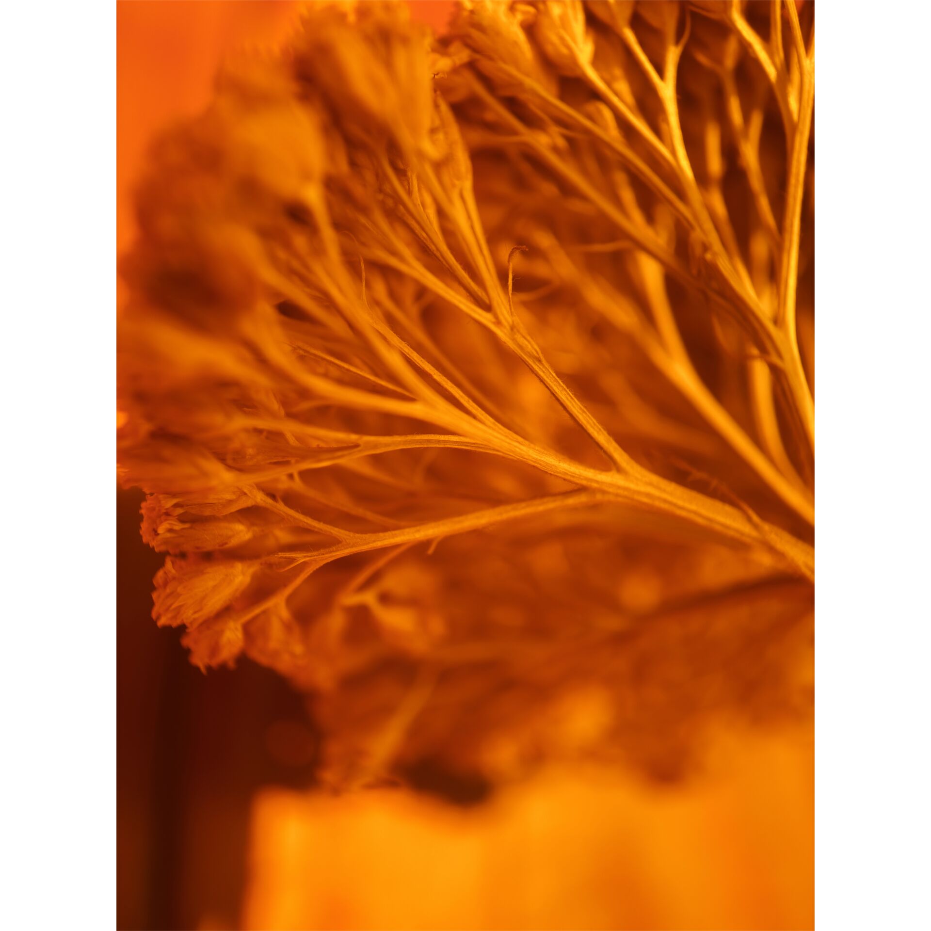 pflanzen, getreide, gras, blüten, nahaufnahme