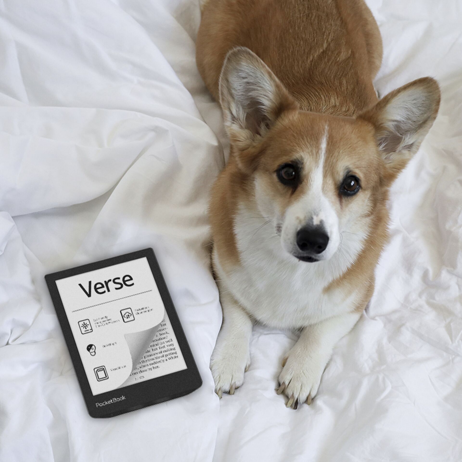 Computer, Elektronik, Hund, Haustier, Tablet-Computer