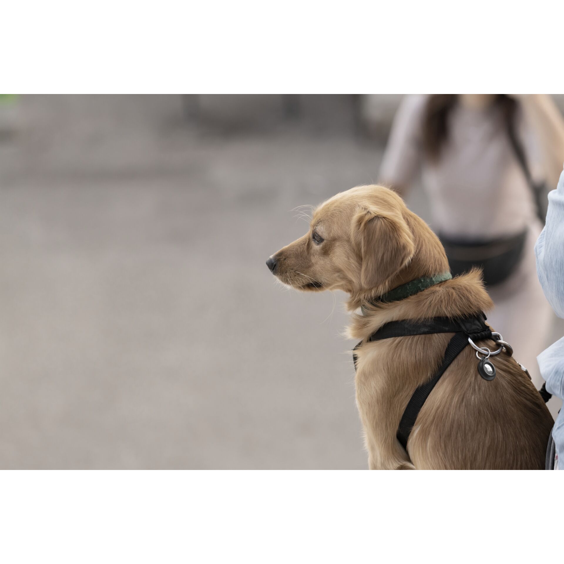 Erwachsener, Weiblich, Person, Frau, Hund