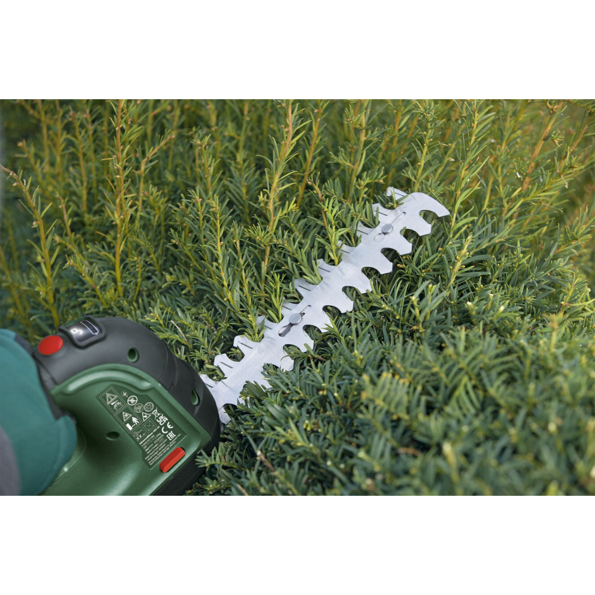 Gras, Pflanze, Rasen, Draußen