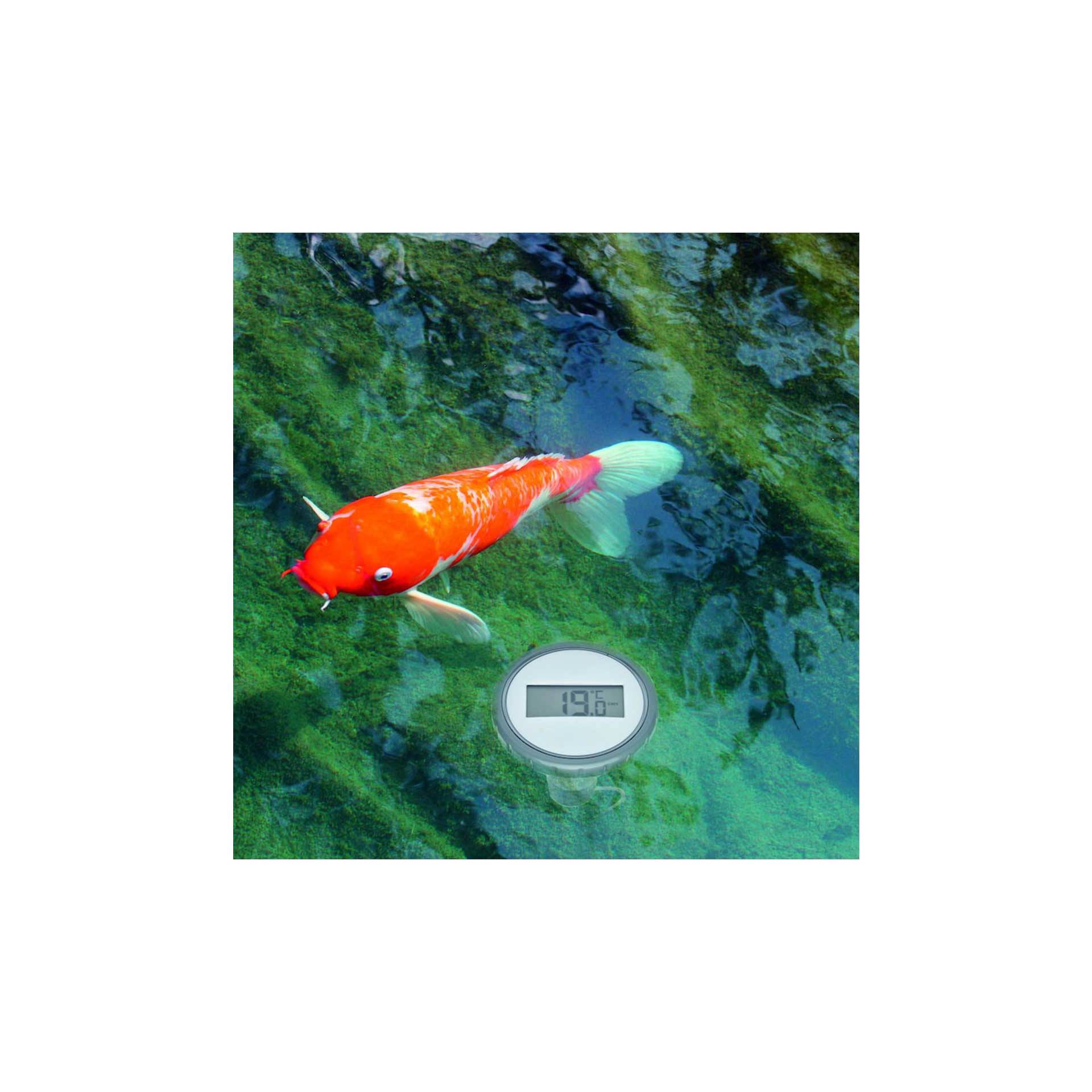 Tier, Fische, Leben im Meer