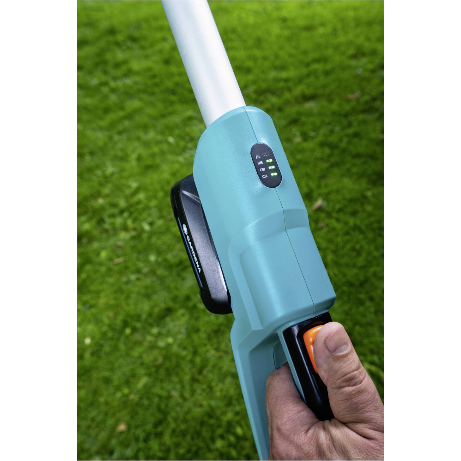 Gras, Pflanze, Rasen