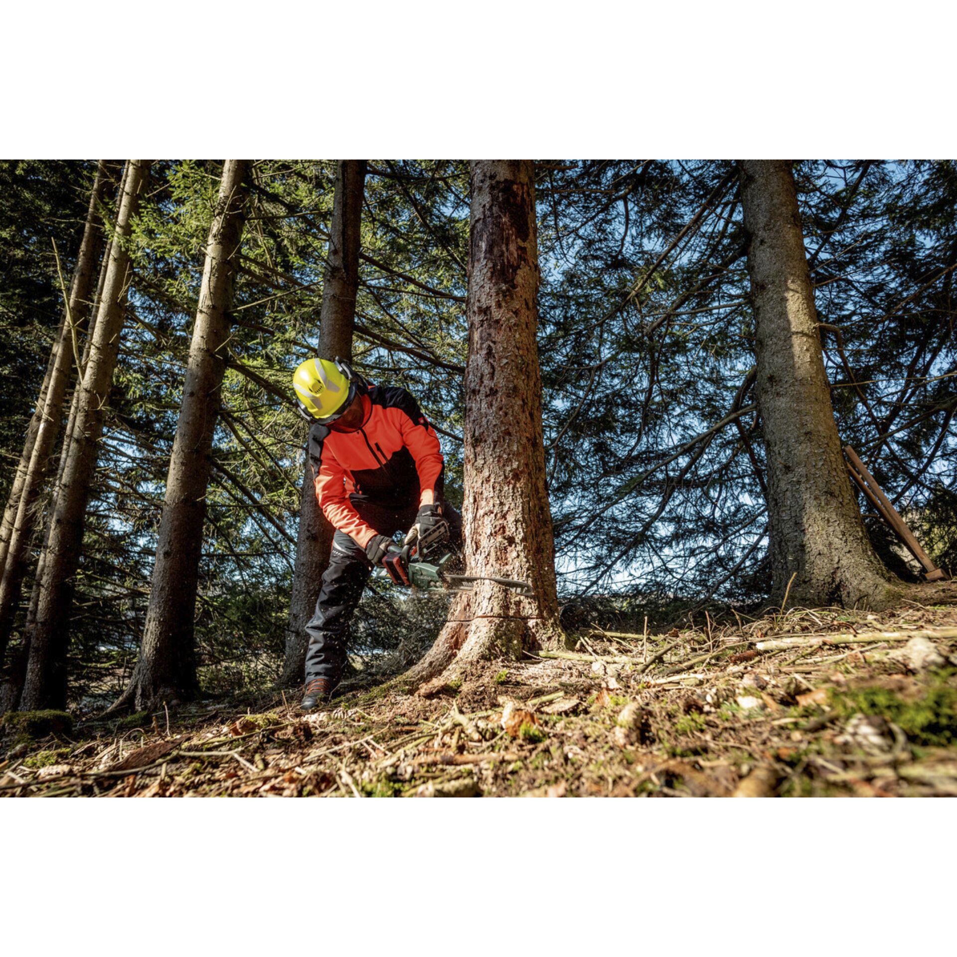 Baum, Bewuchs, Schutzhelm, Baumstamm, Wald