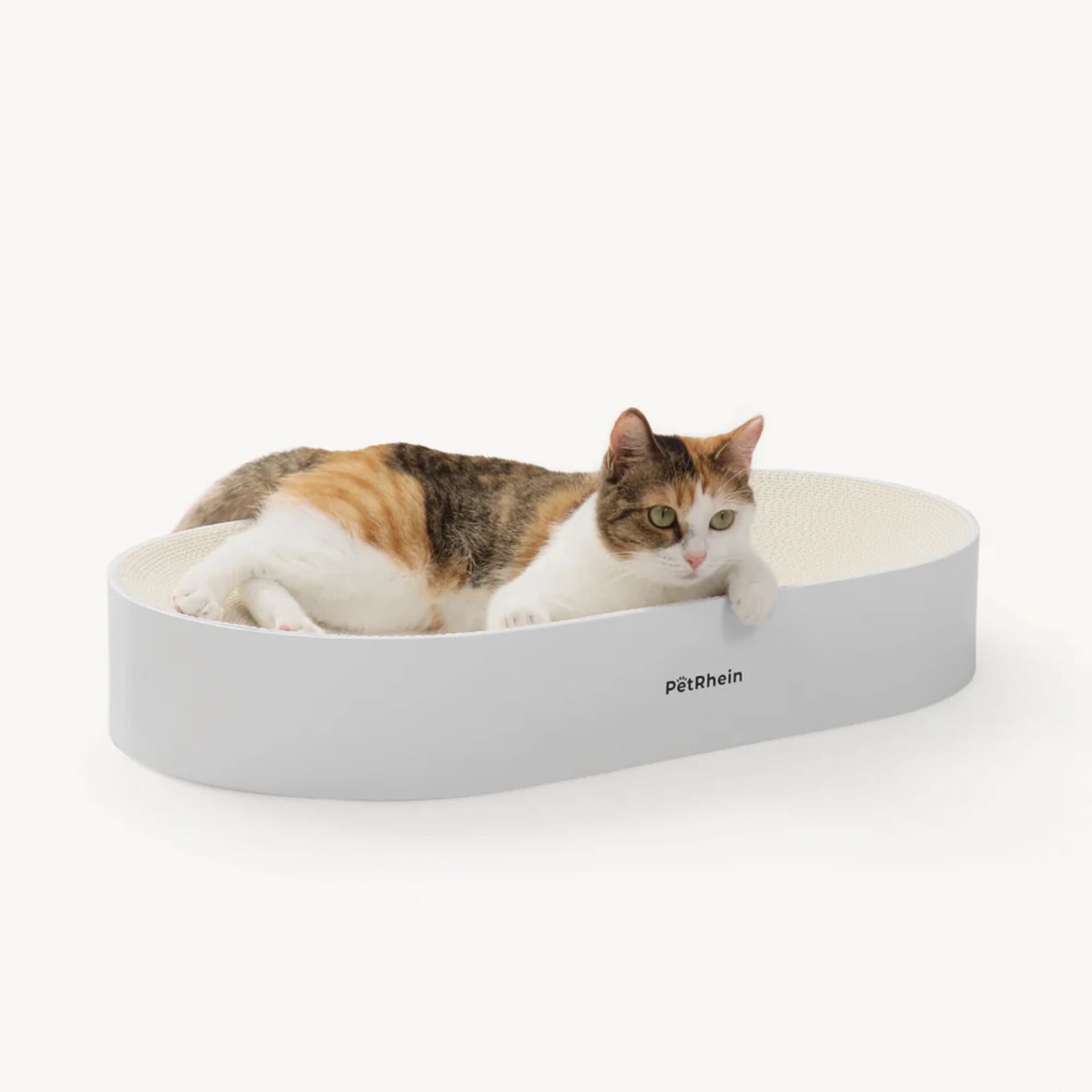 Tier, Haustier, Katze, Säugetier