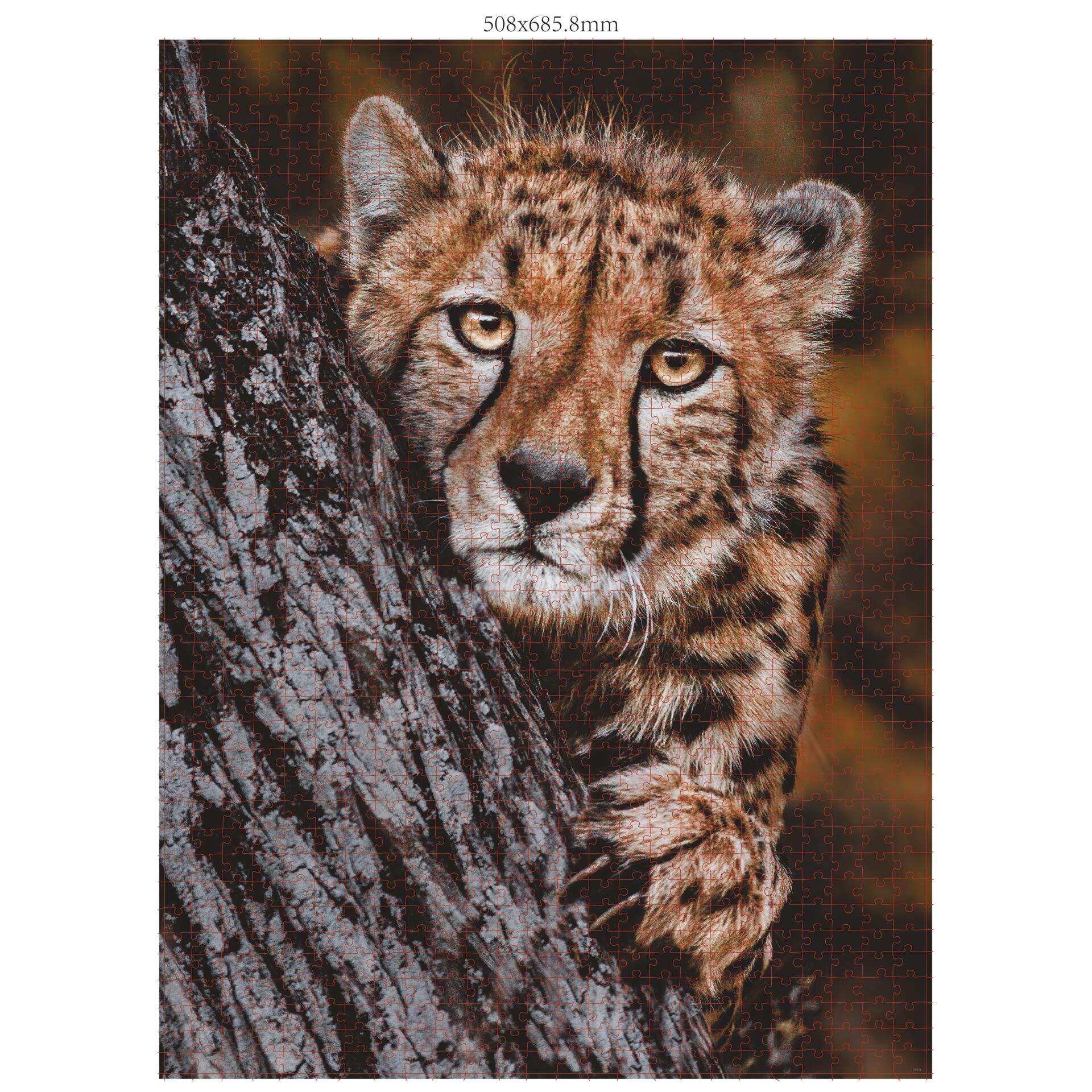 Tier, Gepard, Säugetier, Tierwelt