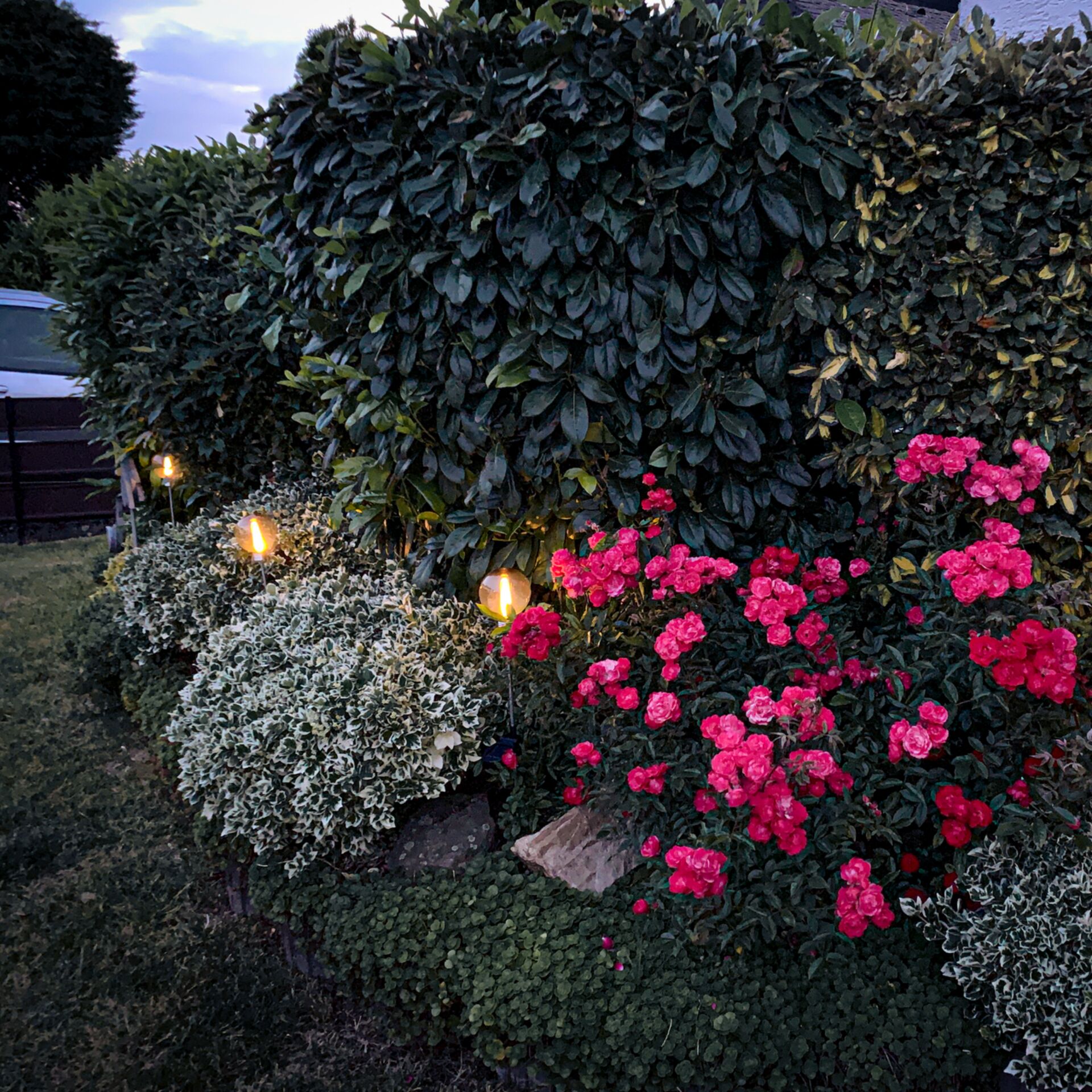 Blume, Geranie, Garten, Natur, Draußen