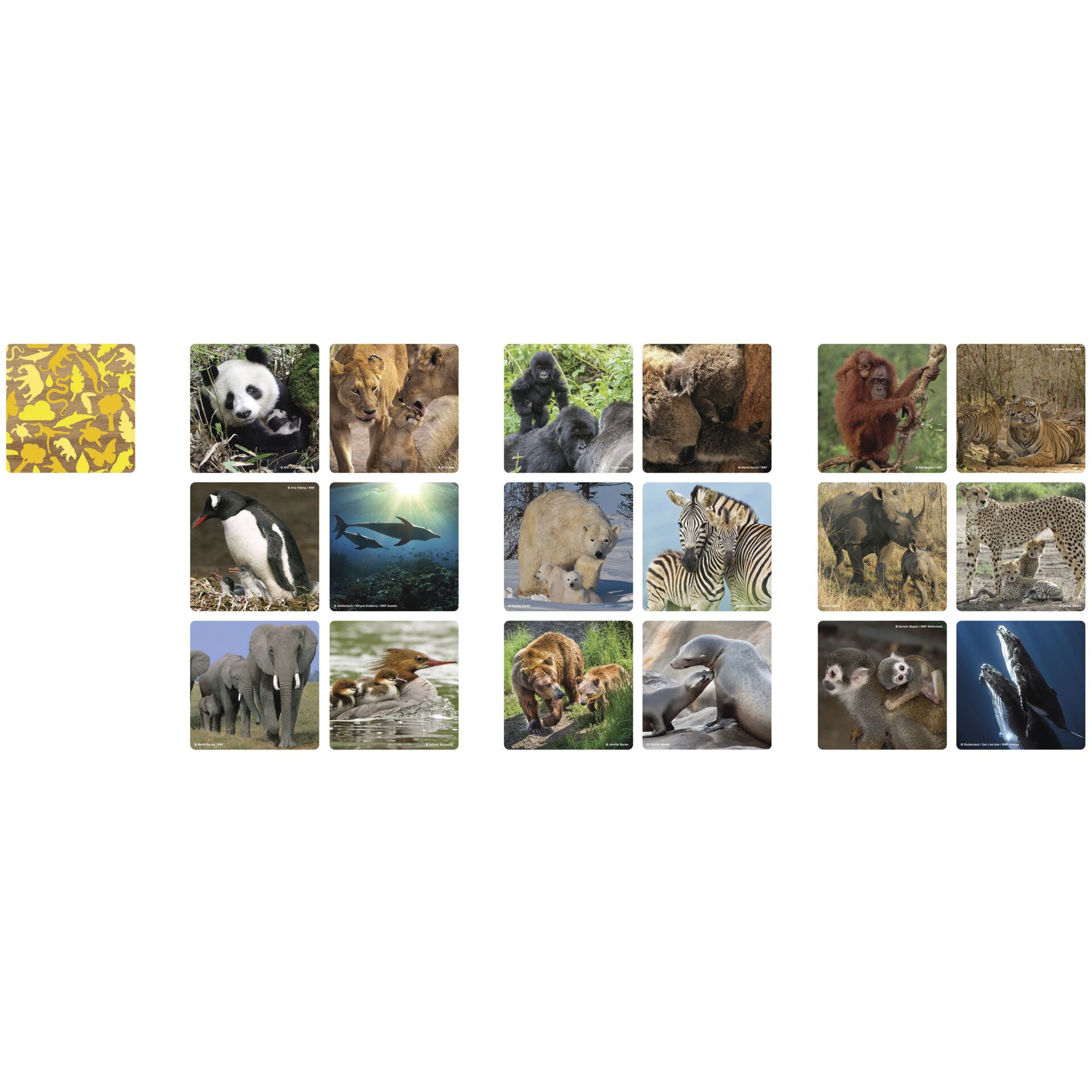 Bär, Pinguin, Zoo, Collage, Affe