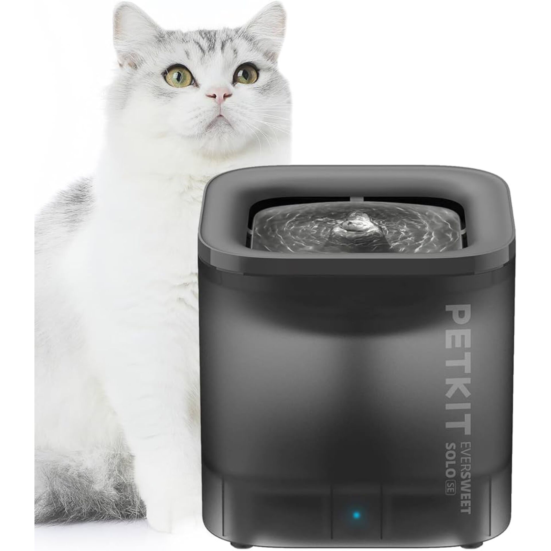 Architektur, Springbrunnen, Wasser, Katze, Haustier