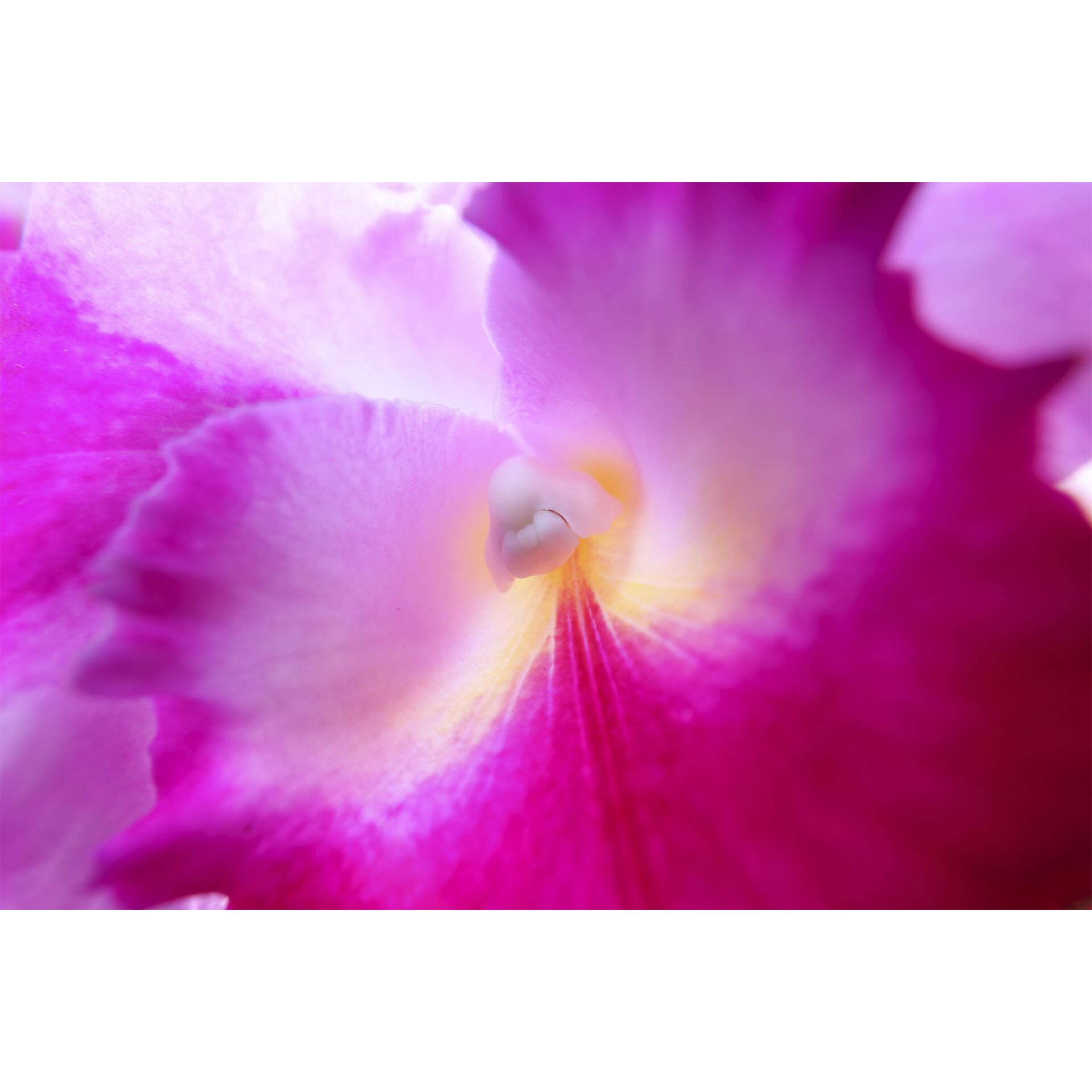 Blume, Blütenblatt, Pflanze, Orchidee, Rose