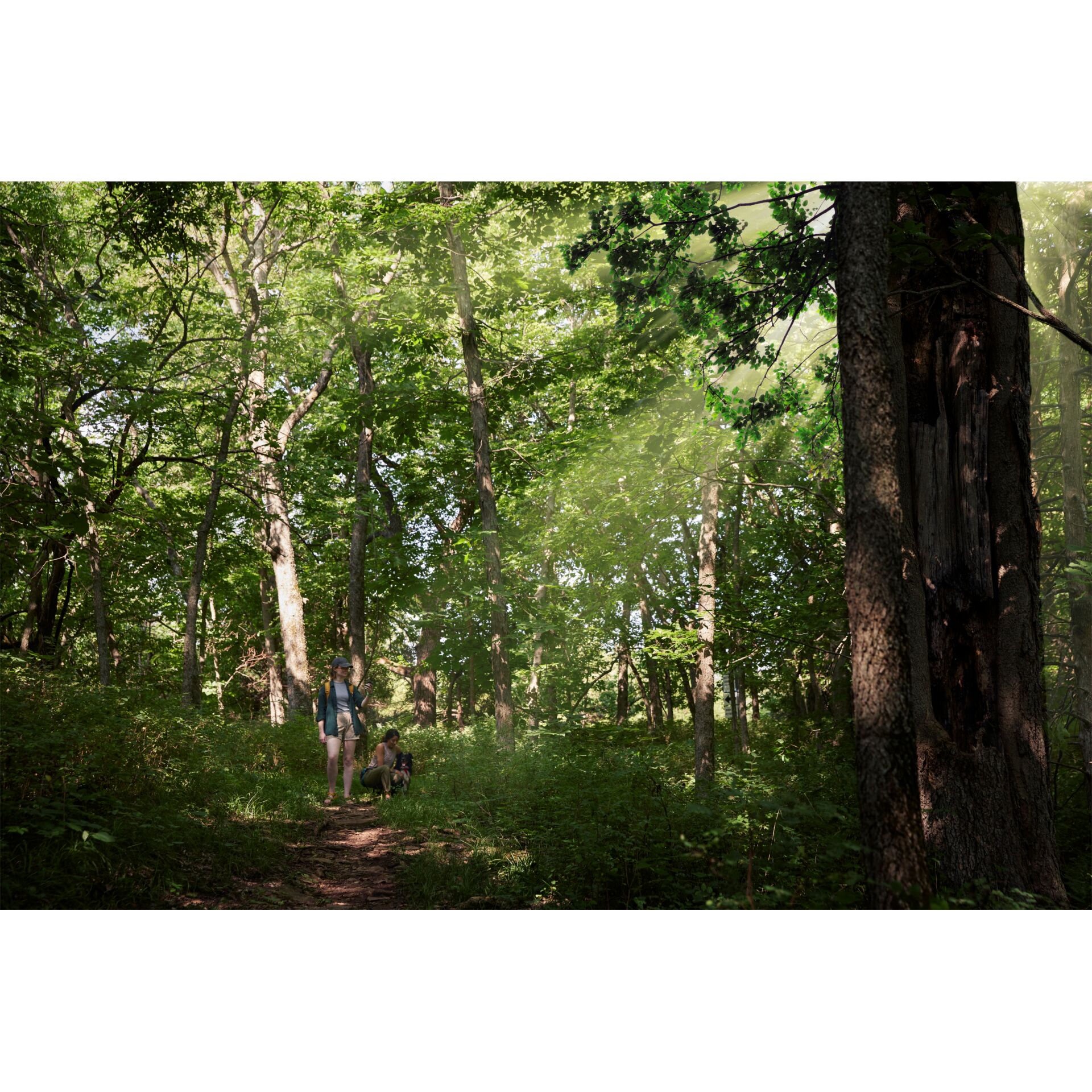 Baum, Baumstamm, Vegetation, Waldland, Pfad