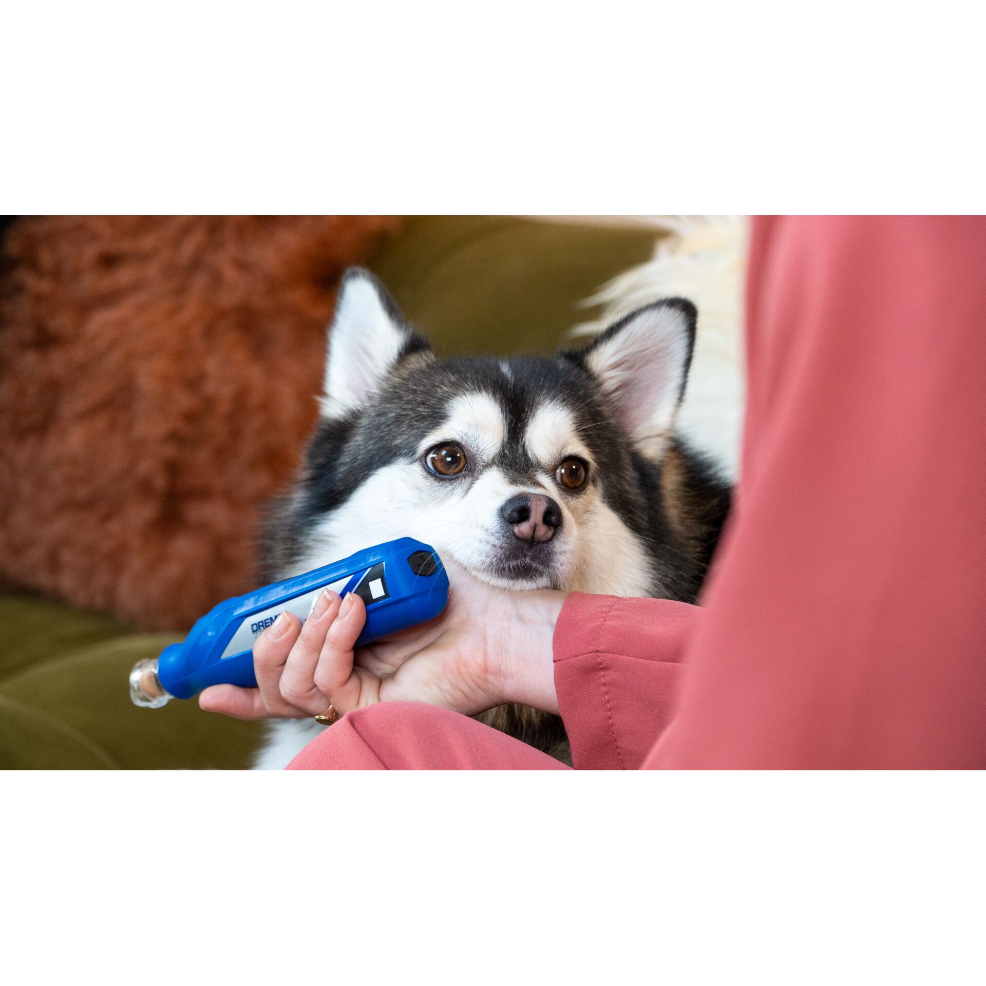 Hund, Husky, Säugetier, Haustier