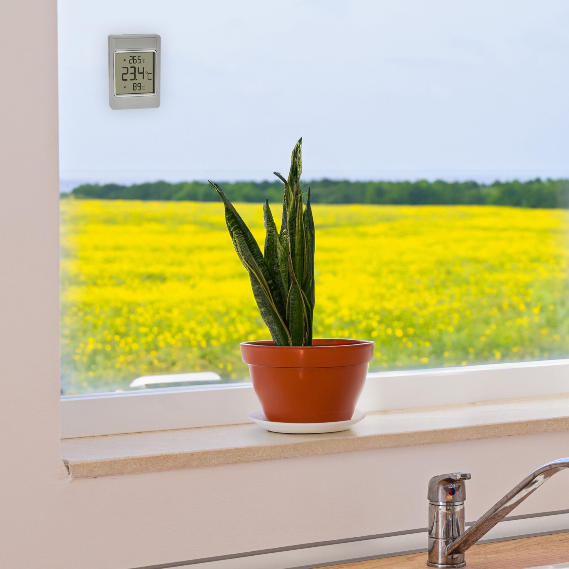 Pflanze, Fenster, Fensterbank