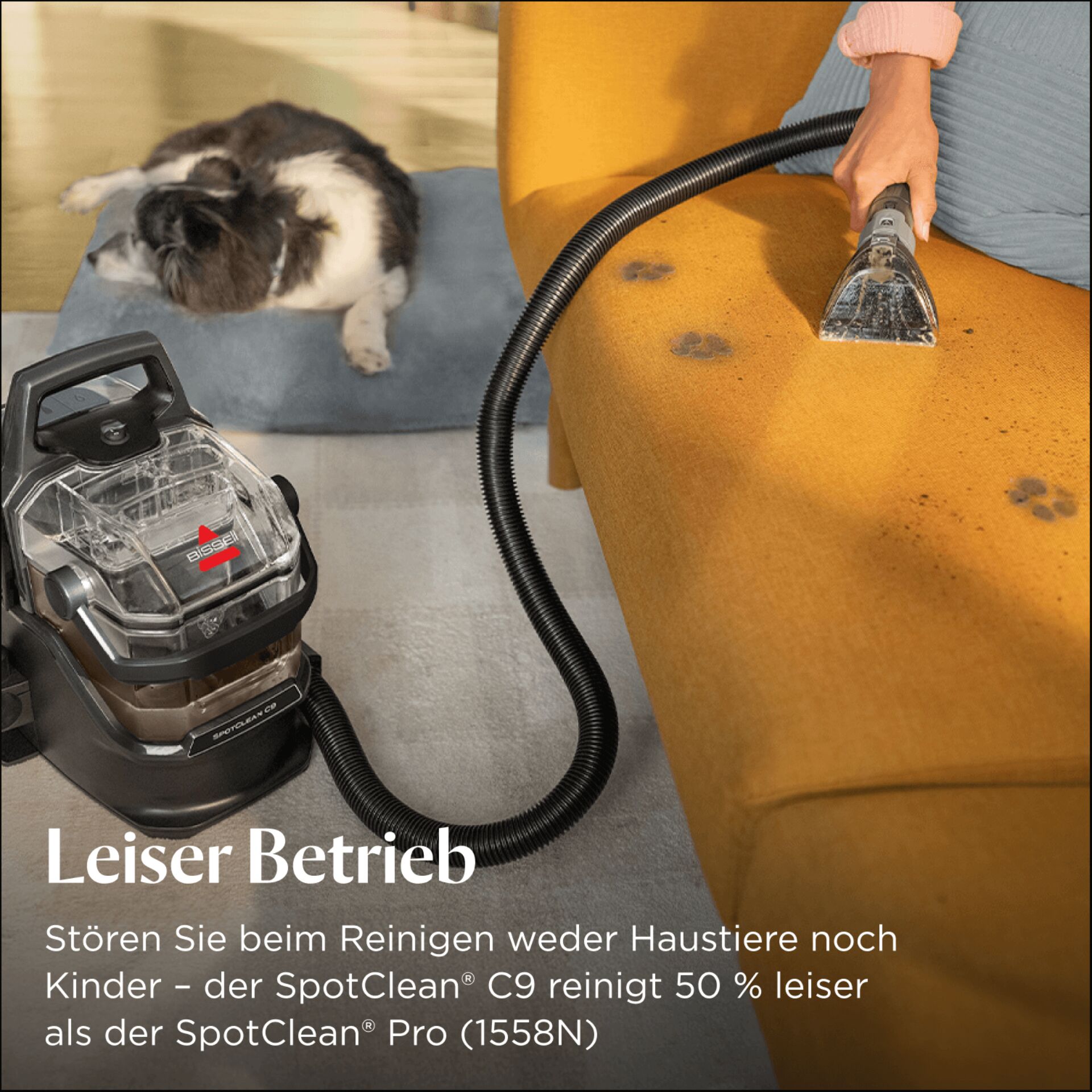 Reinigen, Person, Hund, Säugetier, Haustier