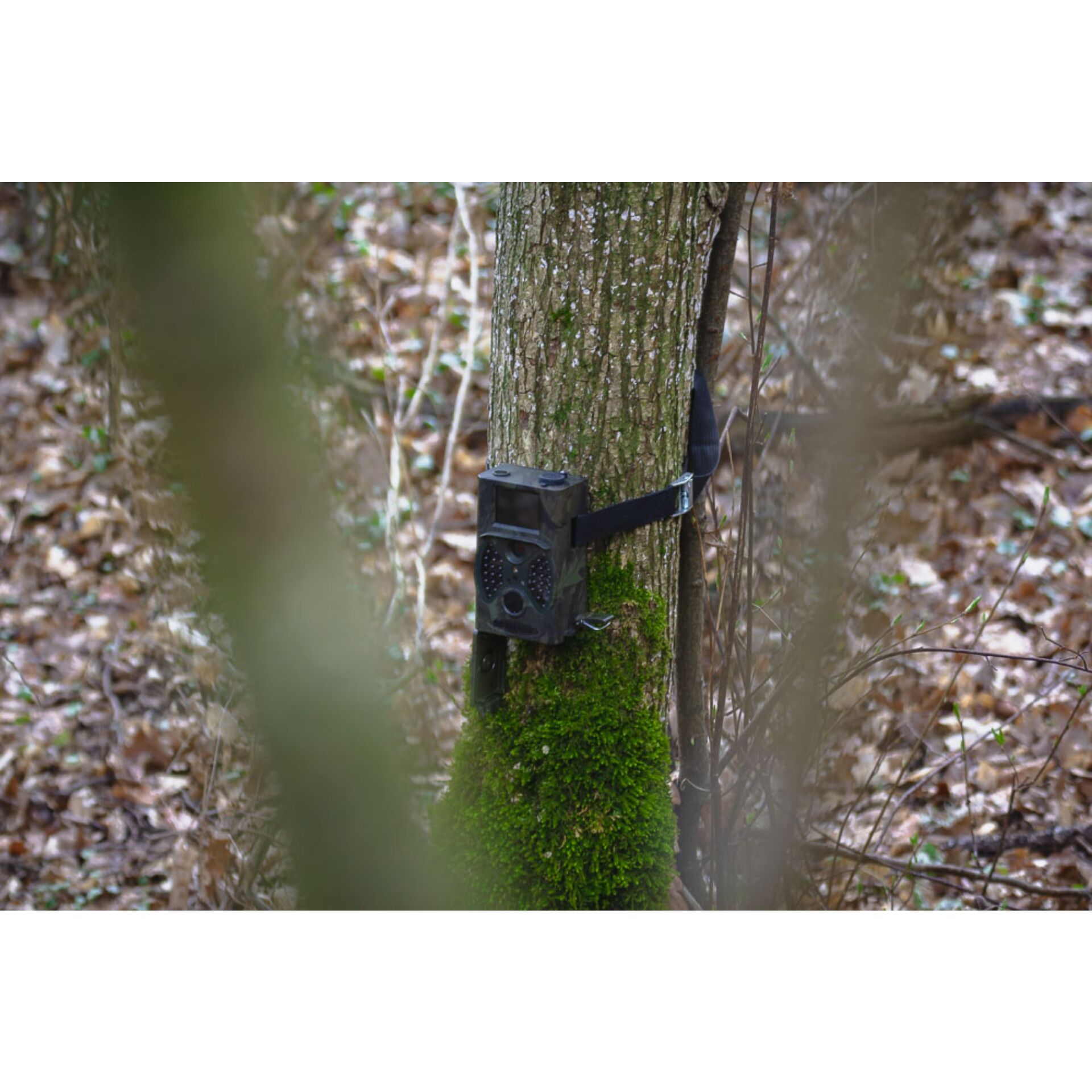 Pflanze, Baum, Baumstamm, Vegetation, Waldland