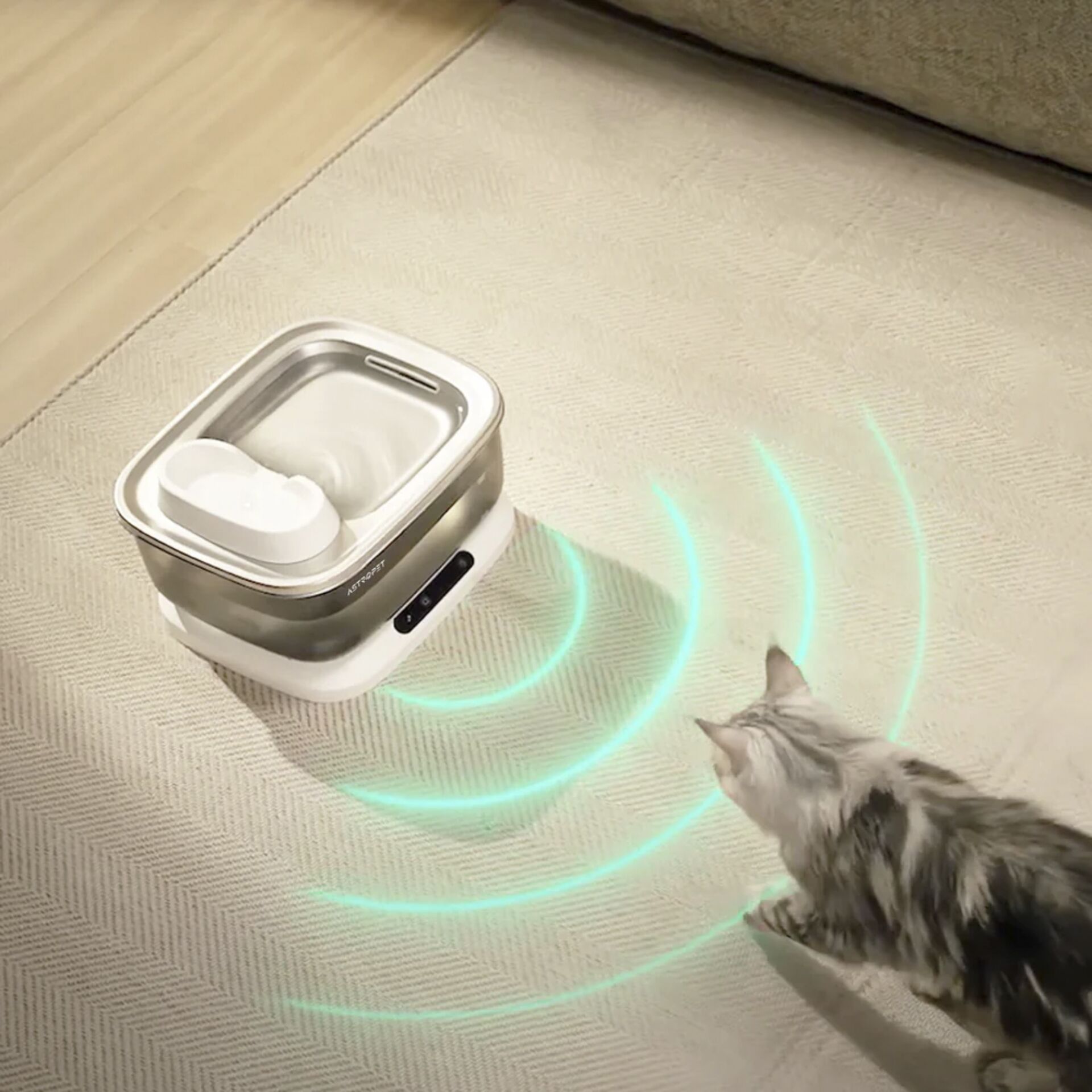 Tier, Katze, Säugetier, Haustier, Kätzchen, Tier, Katze, Säugetier, Haustier, Kätzchen, Tier, Katze, Säugetier, Haustier, Kätzchen, Tier, Katze, Säugetier, Haustier, Kätzchen, Tier, Katze, Säugetier, Haustier, Kätzchen