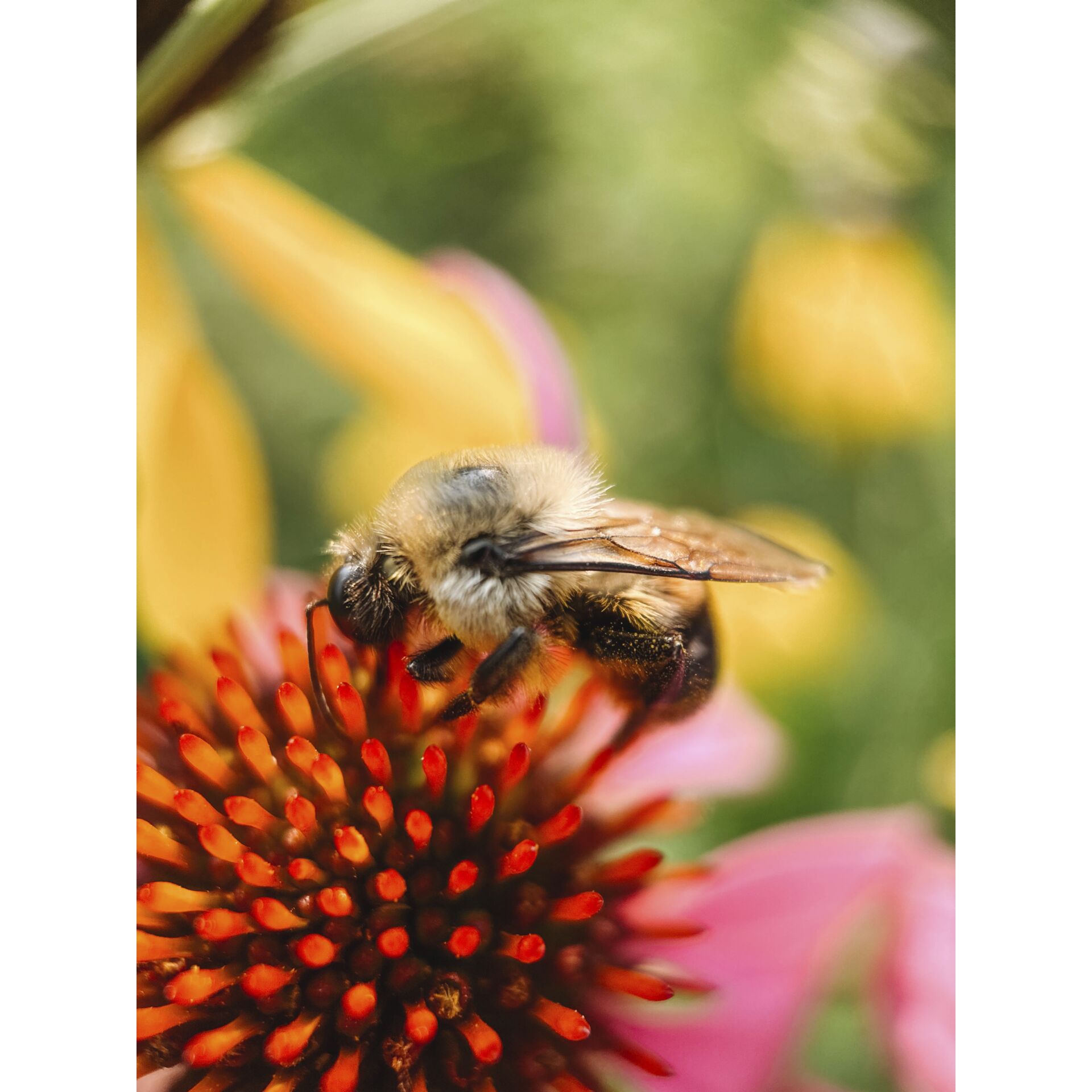 Tier, Apidae, Biene, Honigbiene, Hummel