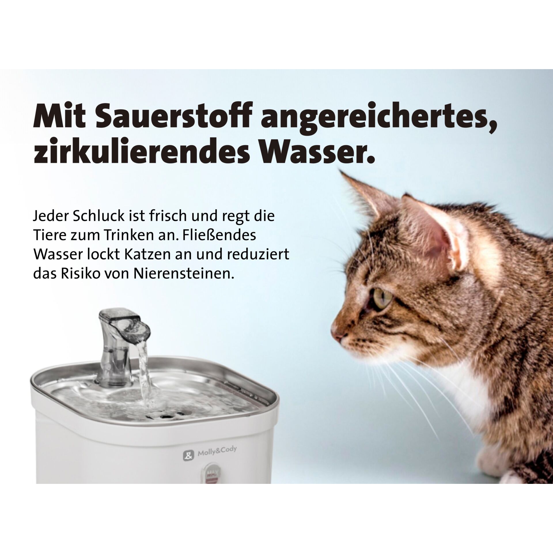 Architektur, Springbrunnen, Wasser, Katze, Haustier