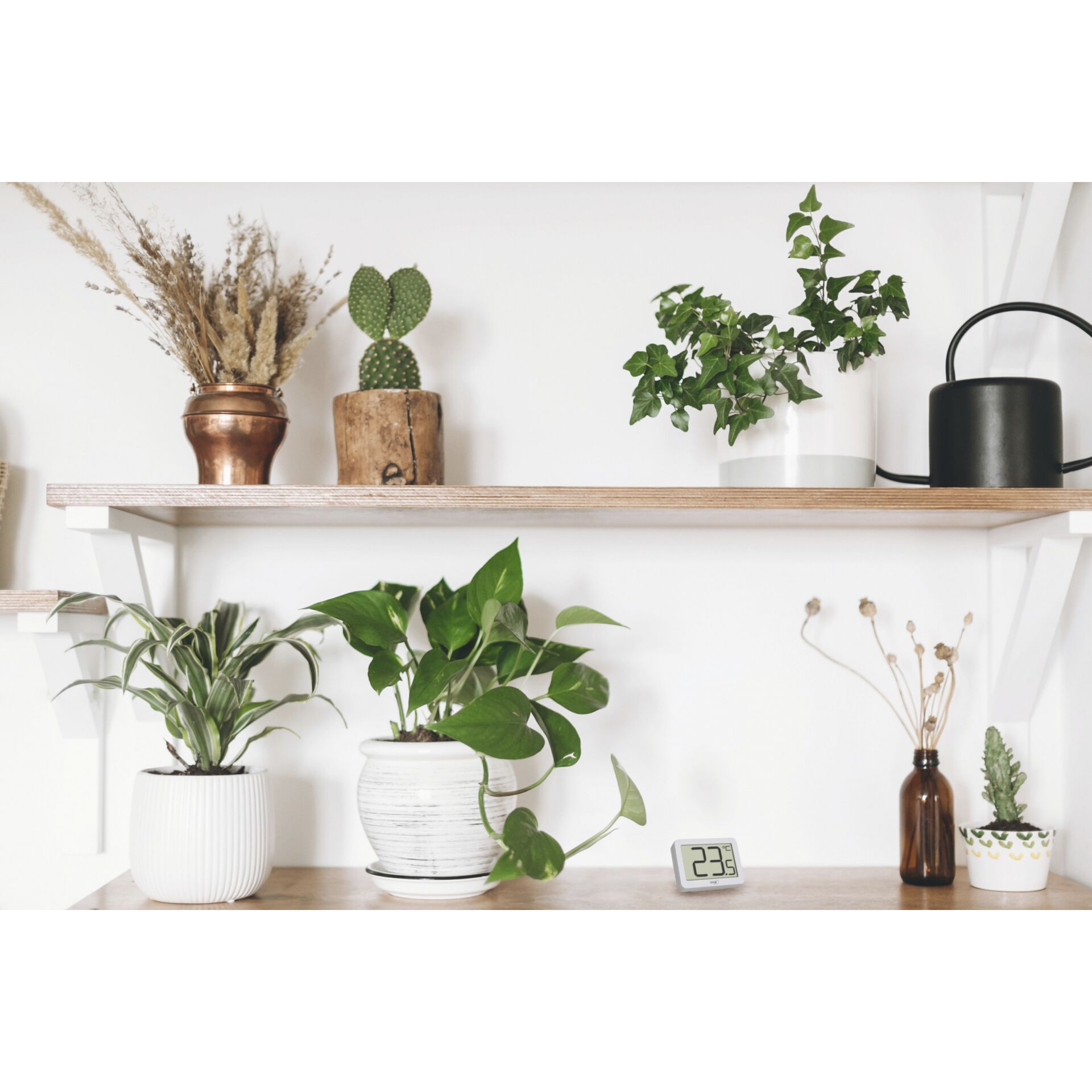 Pflanze, Pflanze im Topf, Regal