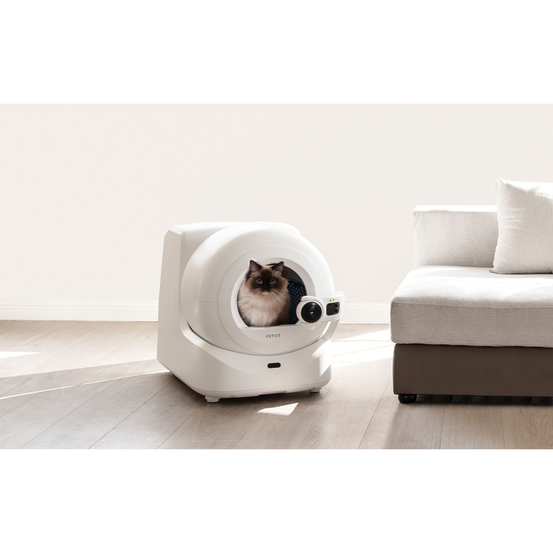 Tier, Katze, Säugetier, Haustier