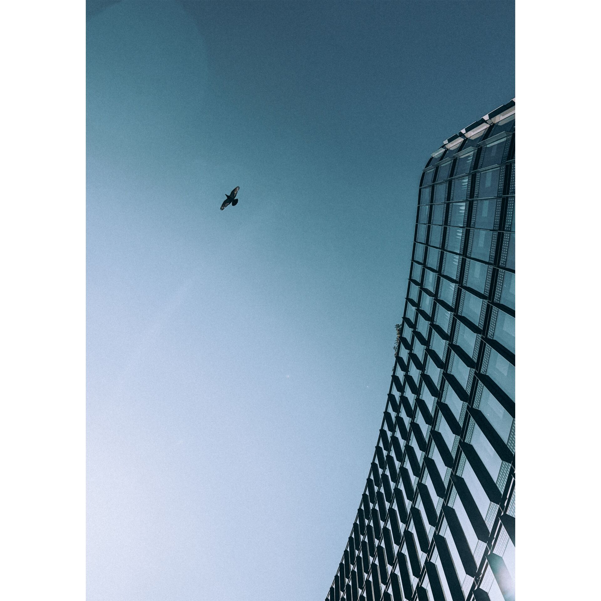 building, glass facade, skyscraper, blue sky, bird