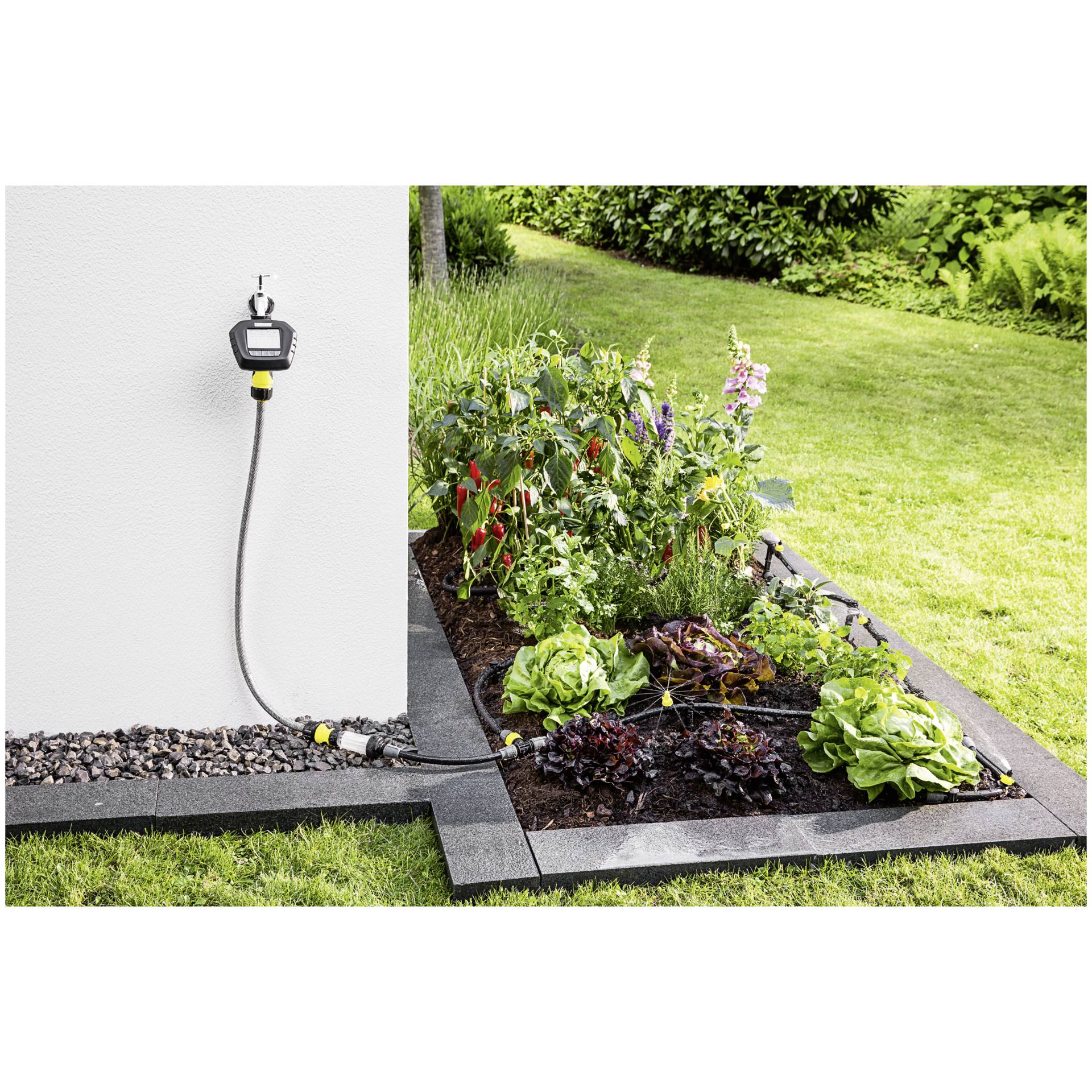 Garten, Natur, Hinterhof, Gras, Topfpflanze