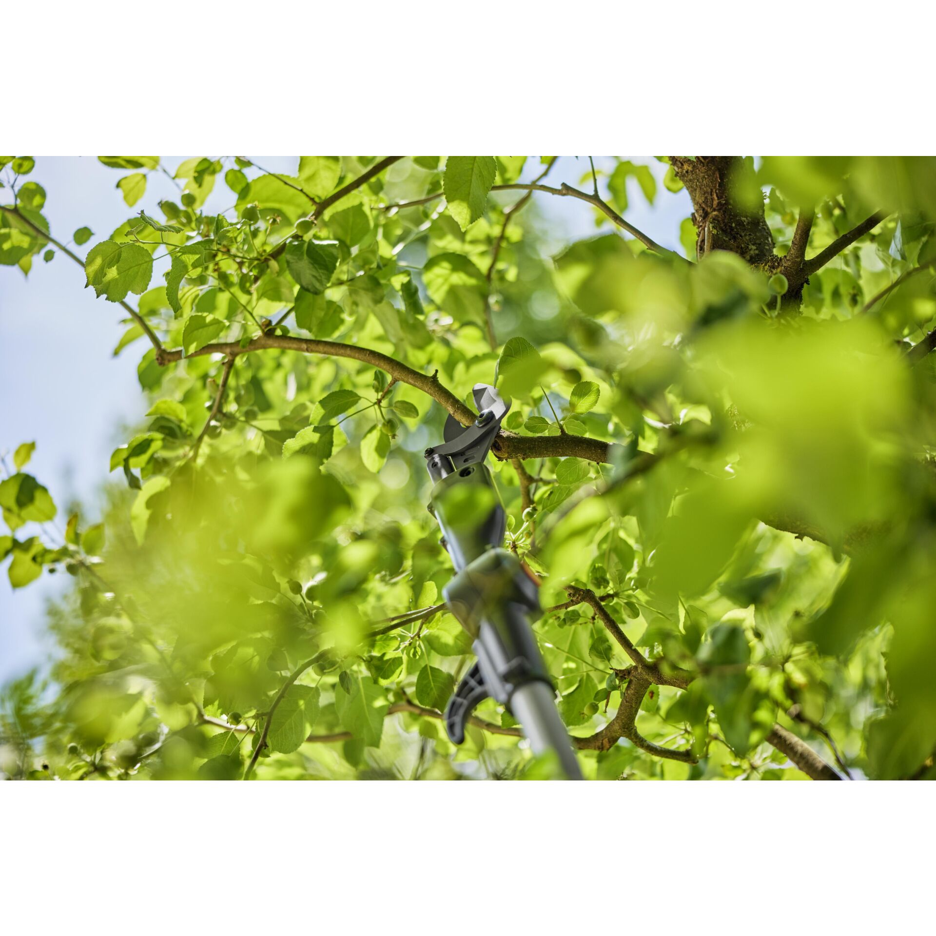 Blatt, Pflanze, Baum, Bewuchs