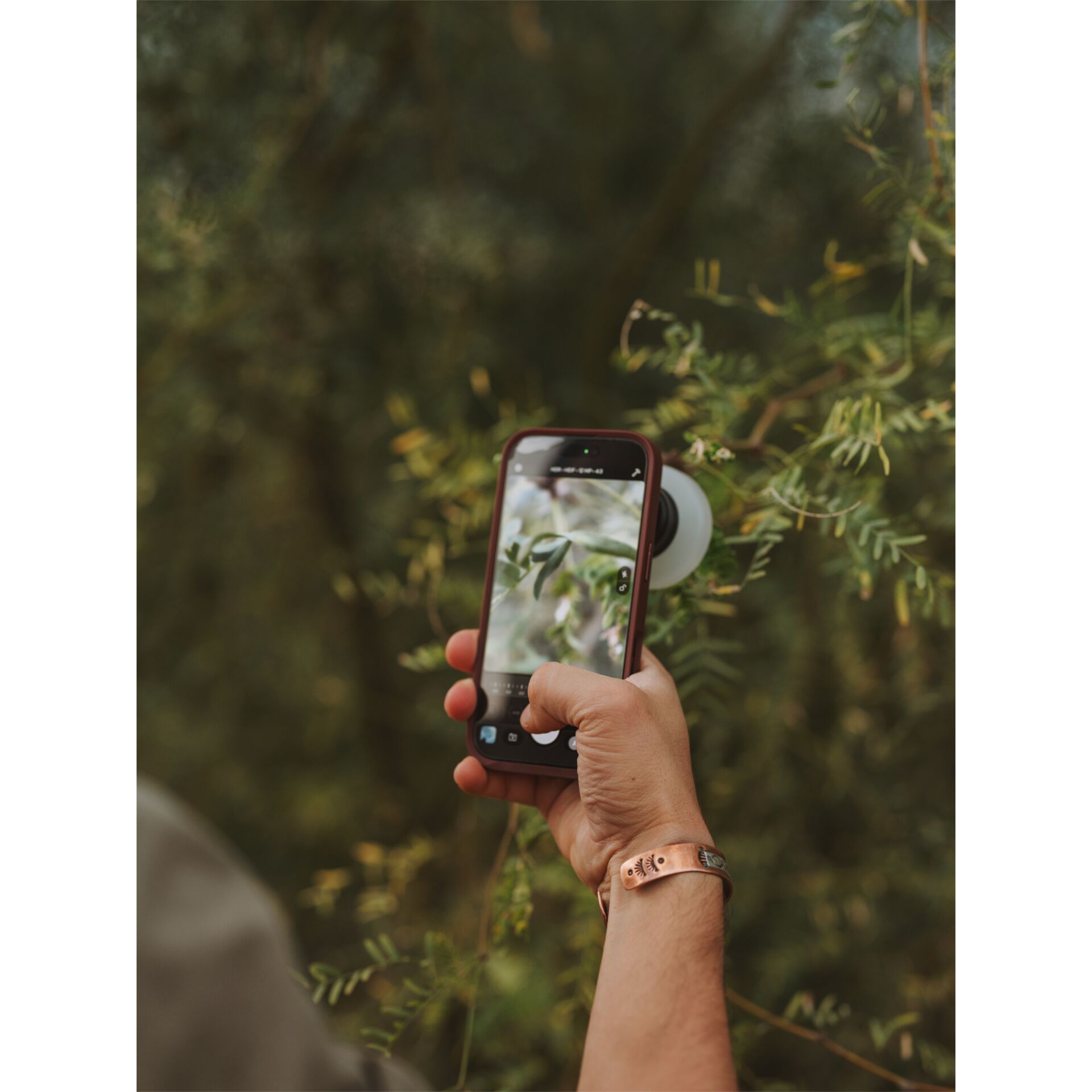 Smartphone, Handheld, Grip, Grünpflanze, Draußen