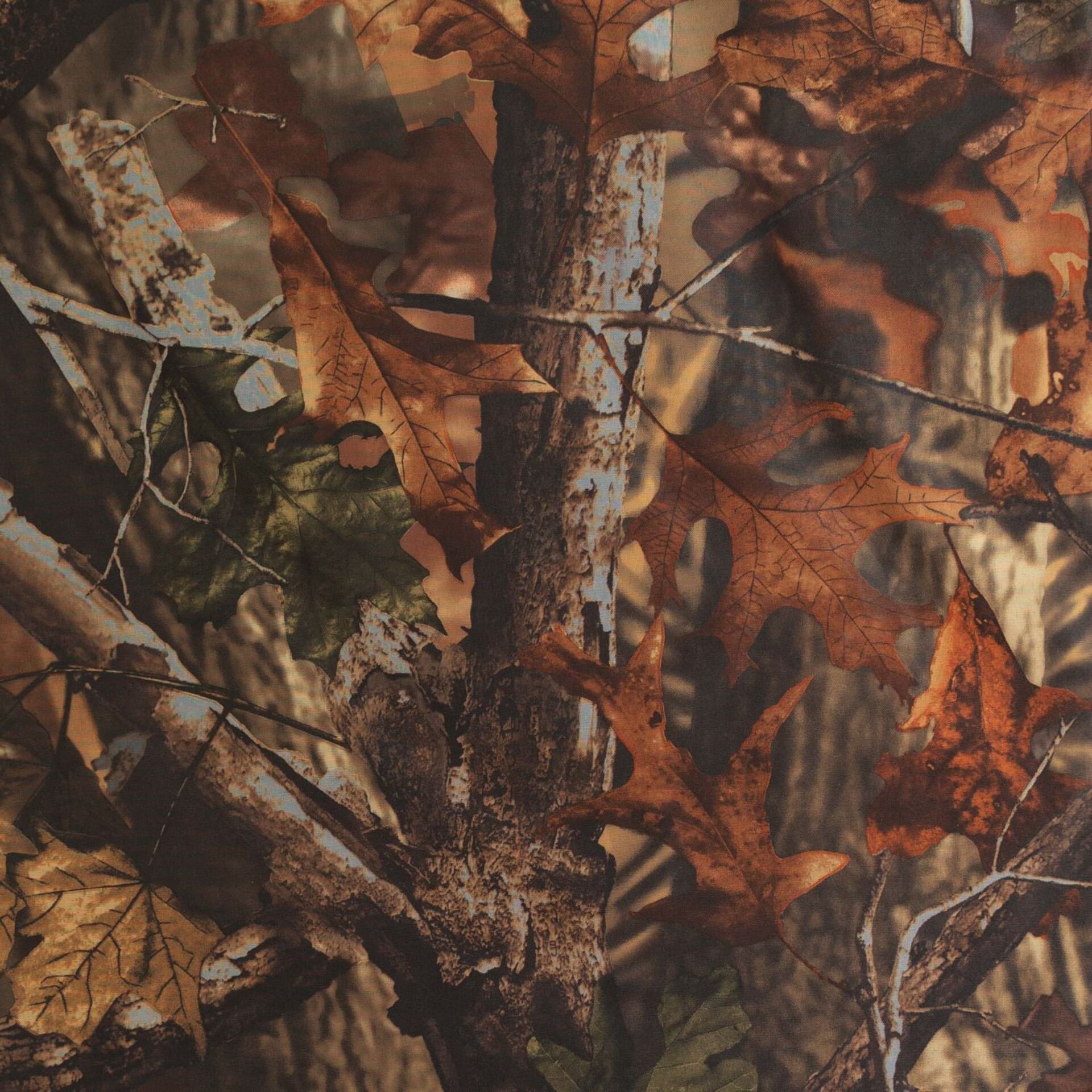 Blatt, Pflanze, Baum, Bewuchs