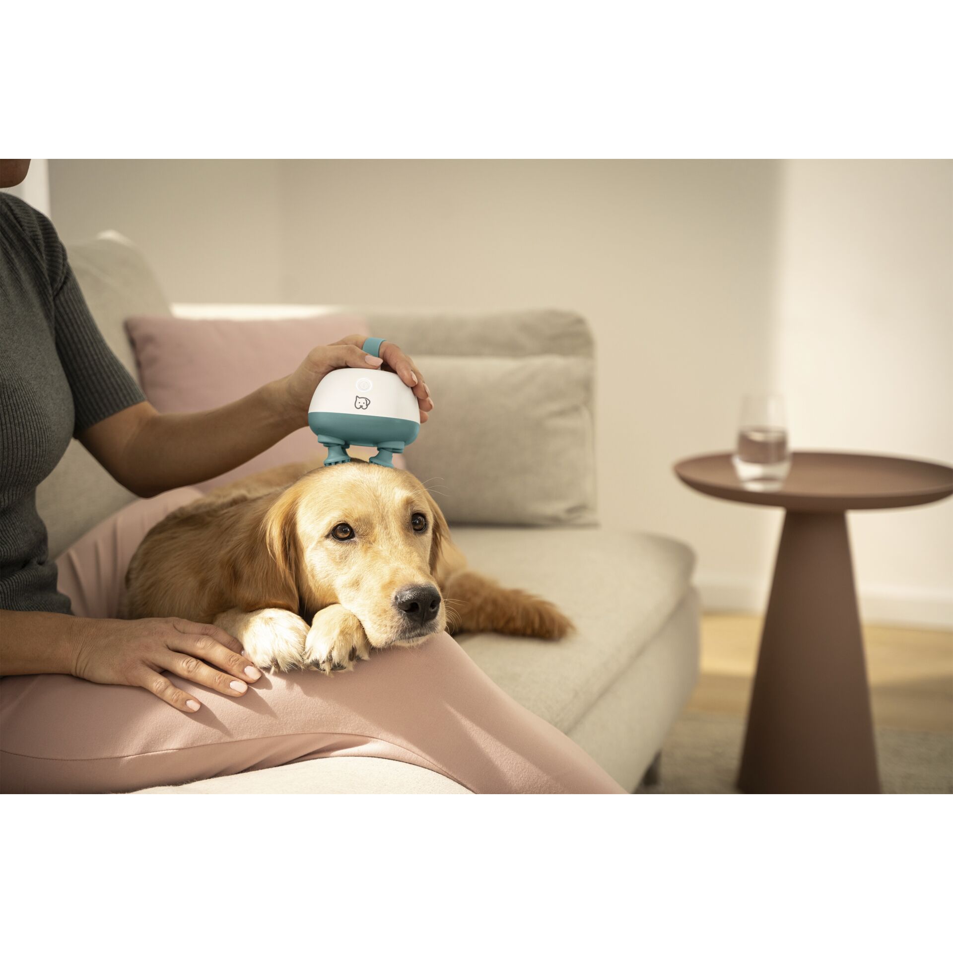 Hund, Haustier, Kissen, Person, Couch