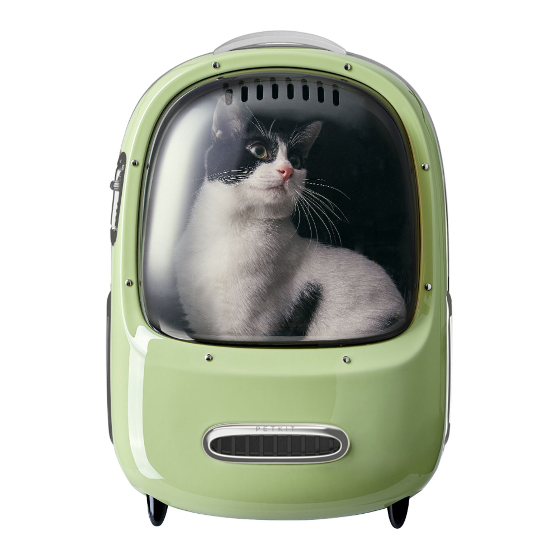 Tier, Katze, Säugetier, Haustier