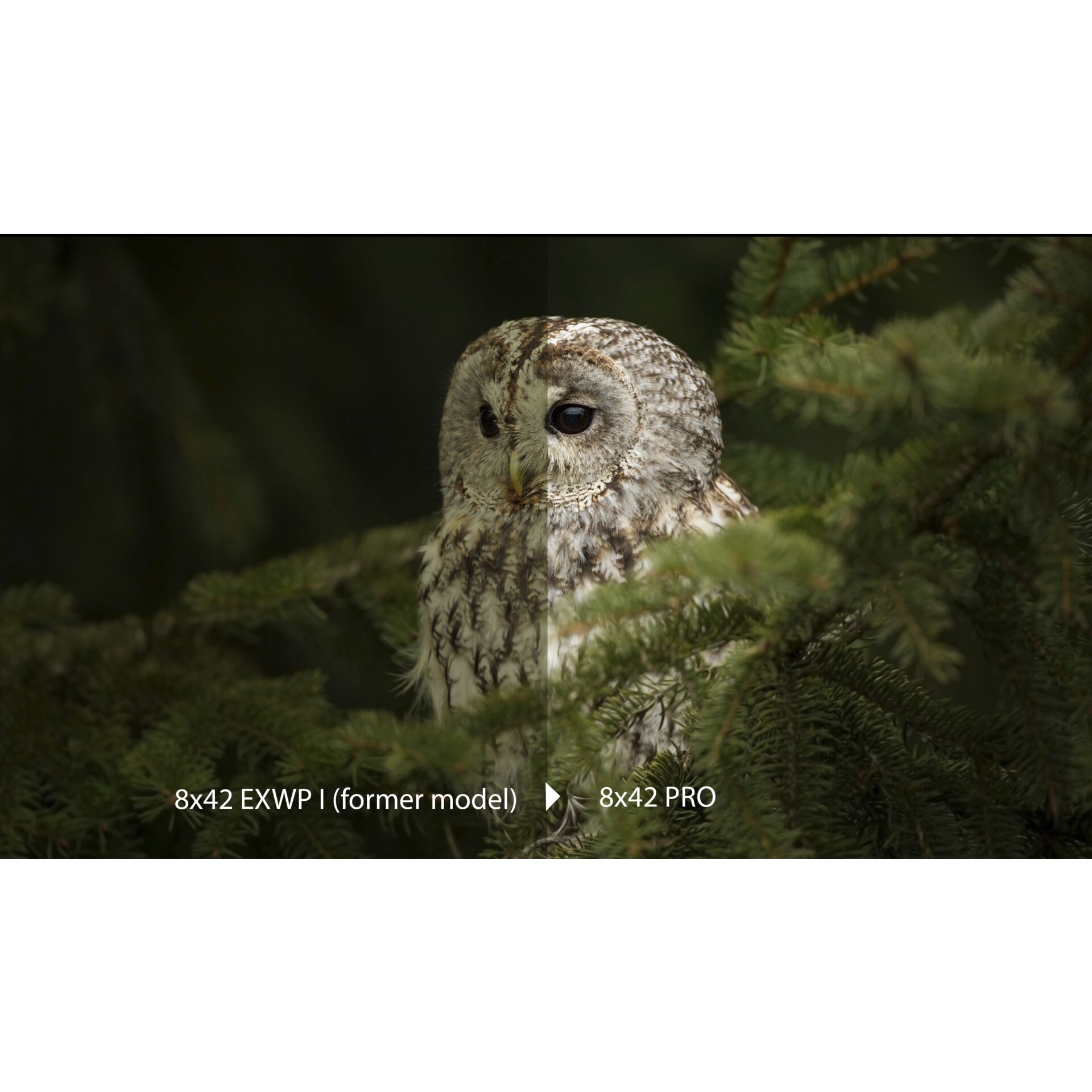 Pflanze, Baum, Tier, Vogel