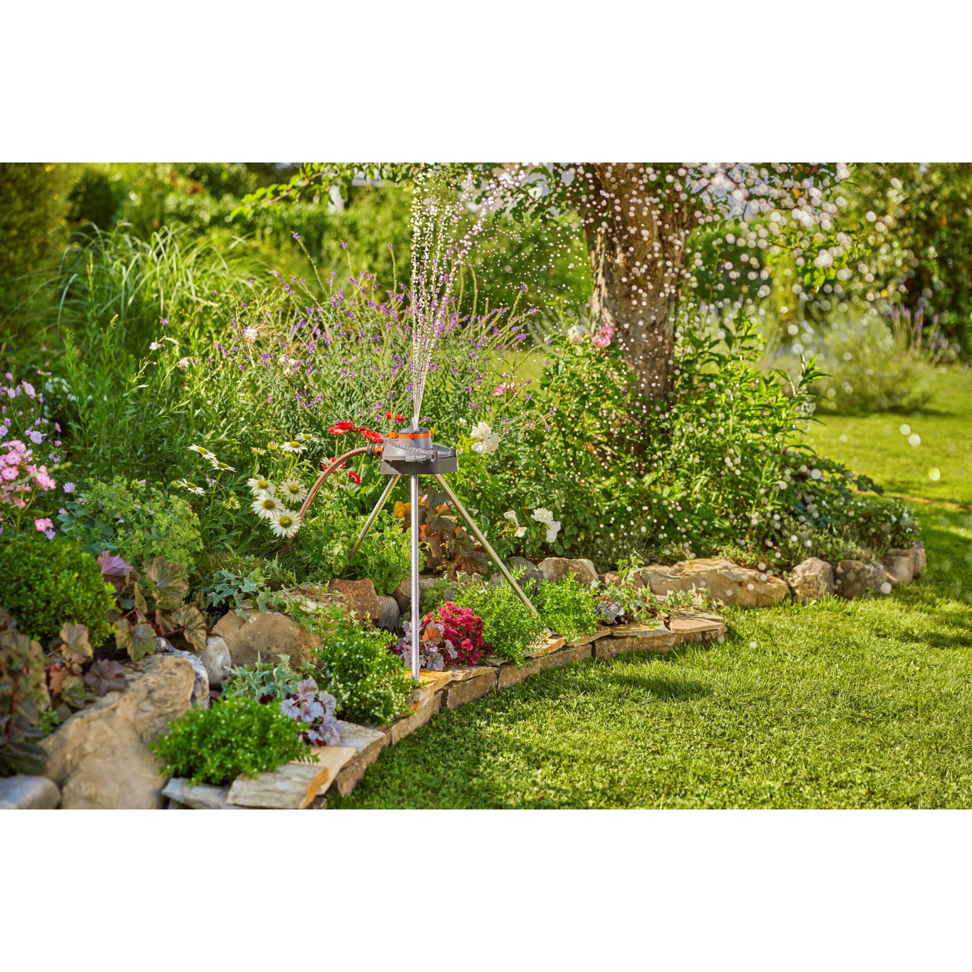 Gras, Garten, Natur, Draußen, Rasen