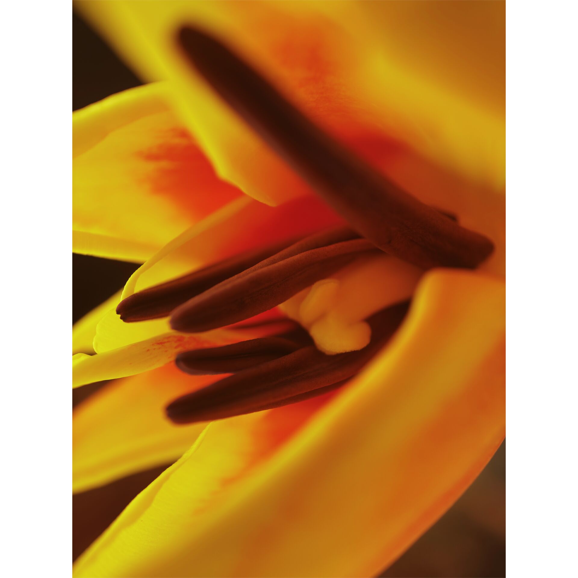 Tulpe, Blüten, Orangetöne, Stempelblüte, Blütenstempel