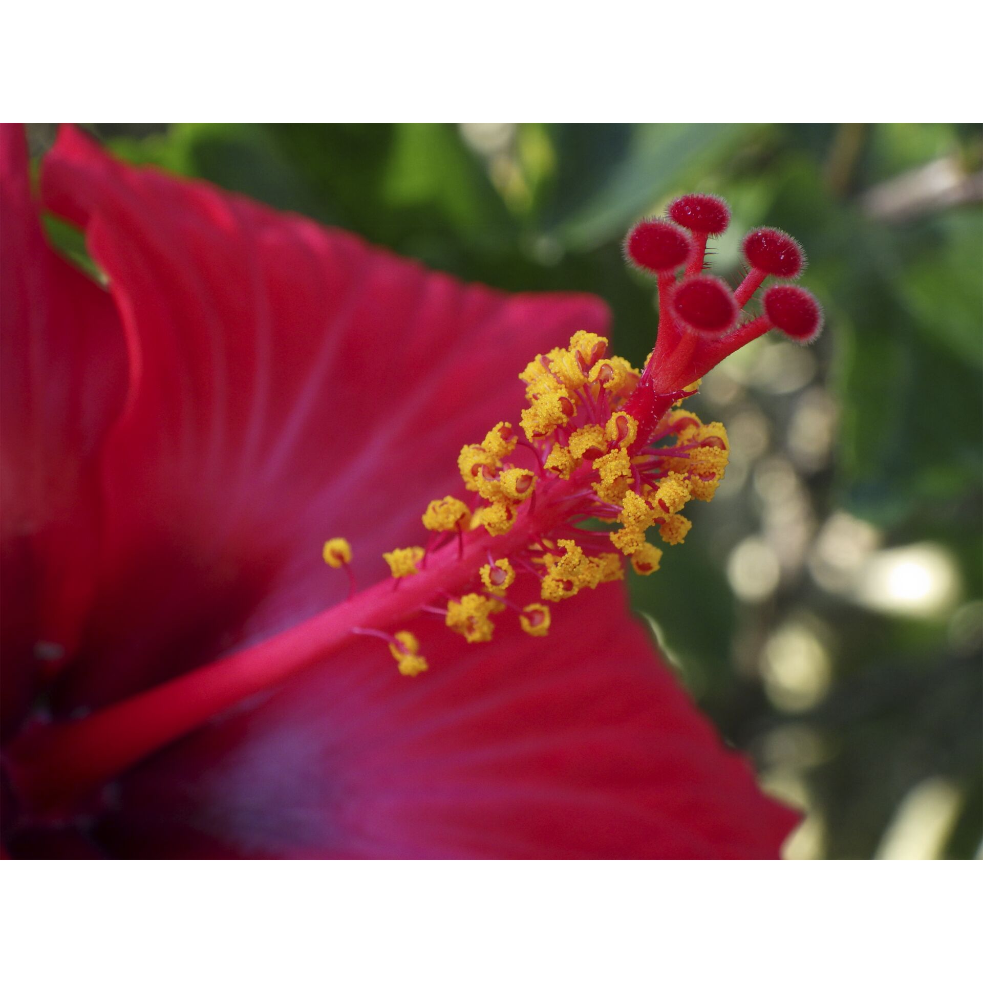 Hibiskus, rote Blüte, Blütenpollen, Staubblätter, Blumendetail