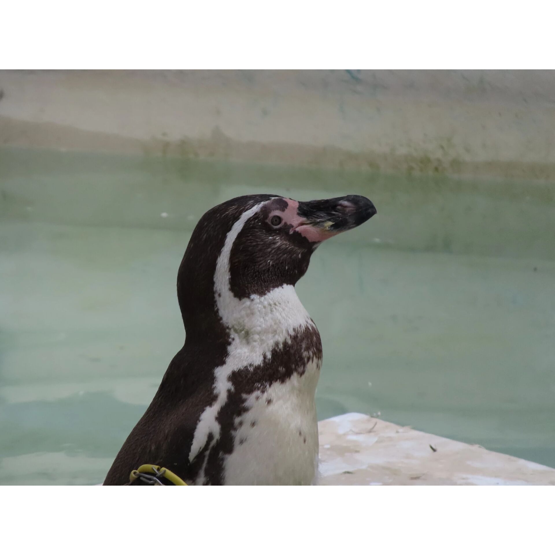 Tier, Vogel, Pinguin